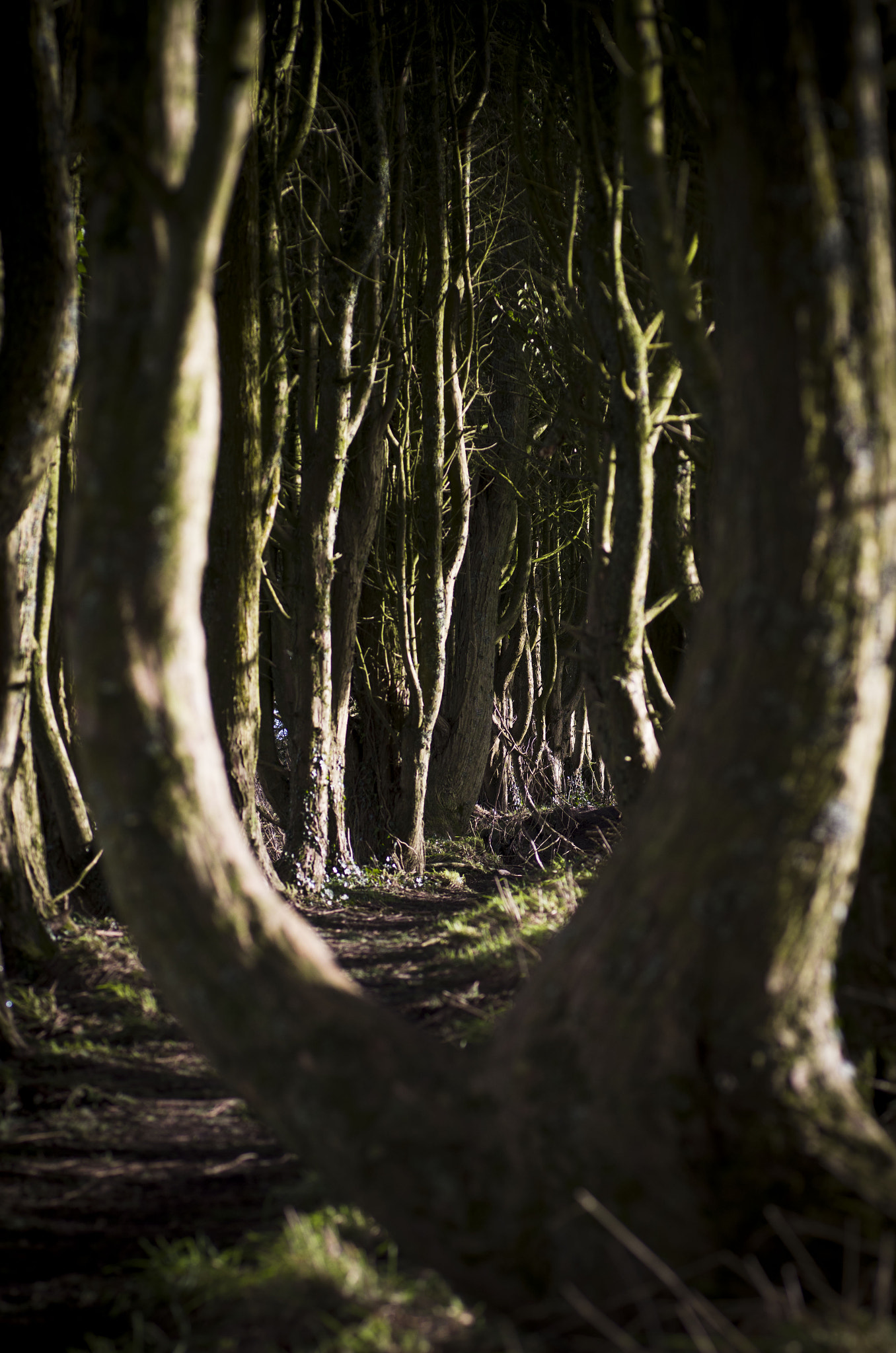 Pentax K-30 + Tamron SP AF 90mm F2.8 Di Macro sample photo. Through to trees photography