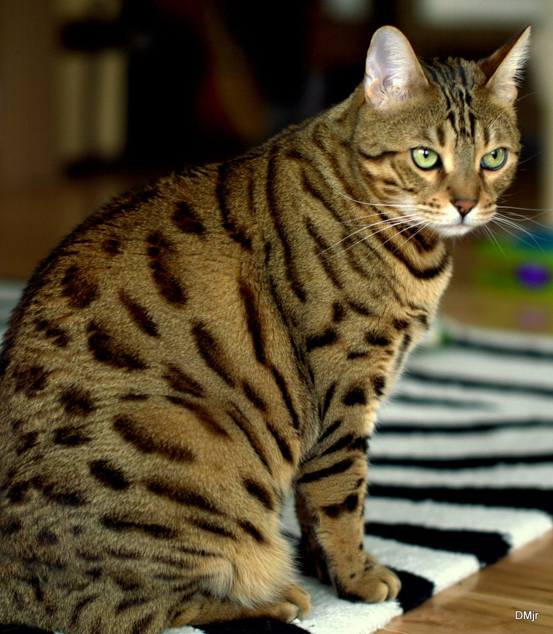 Nikon D3200 + Sigma 50mm F1.4 EX DG HSM sample photo. Spartan photography