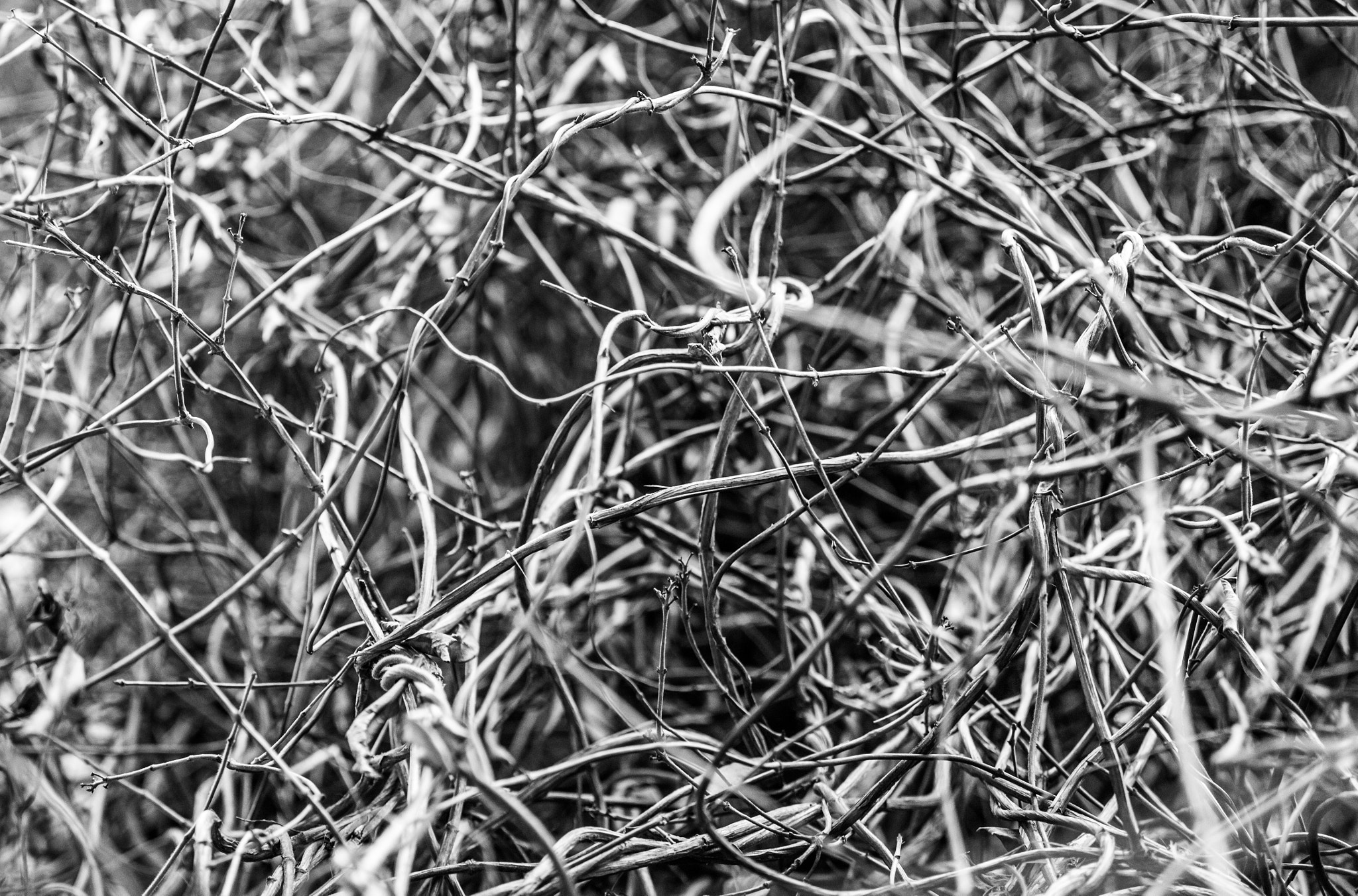 Canon EOS-1Ds Mark II sample photo. Snakes photography