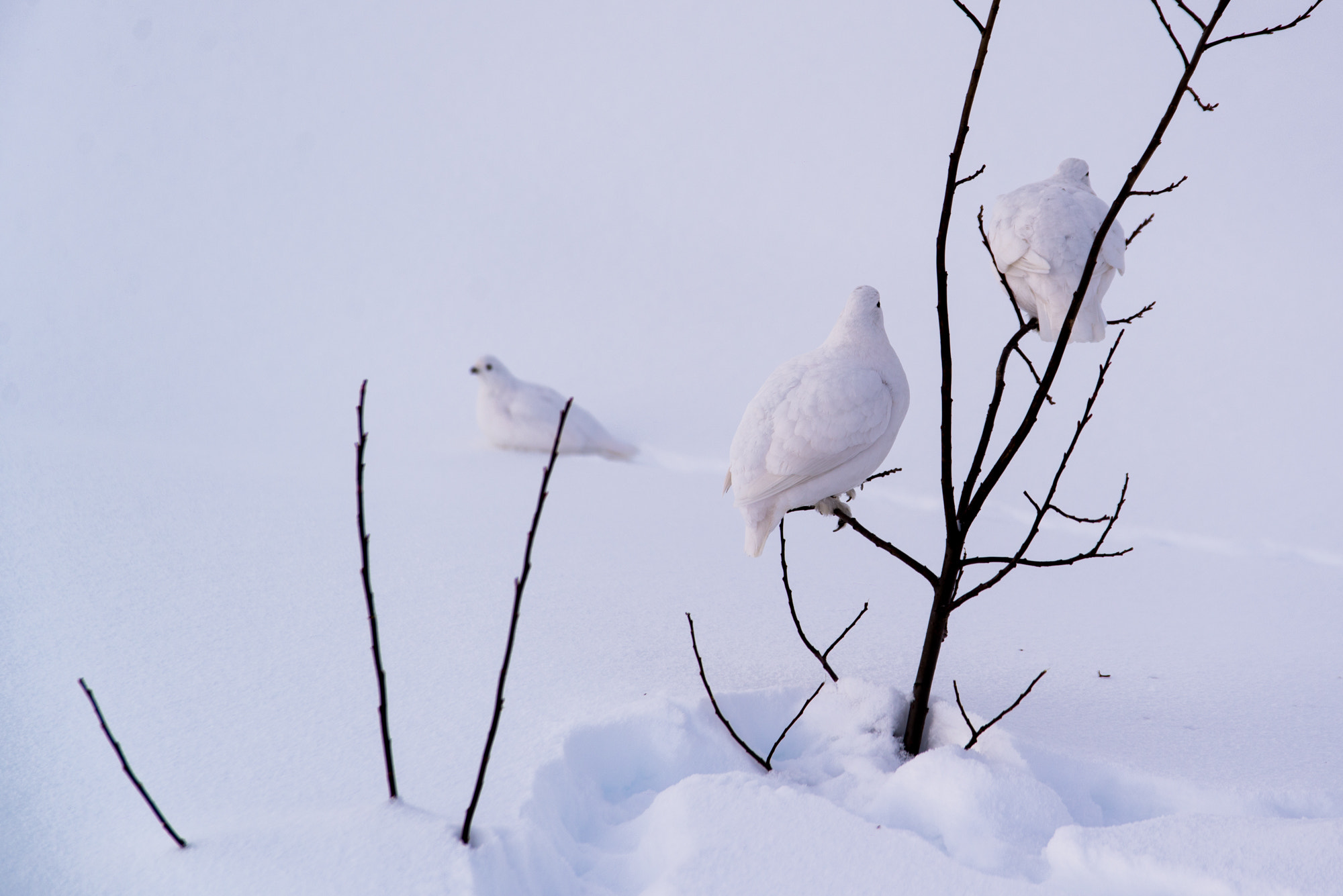 Nikon D600 sample photo. White birds on the snow photography
