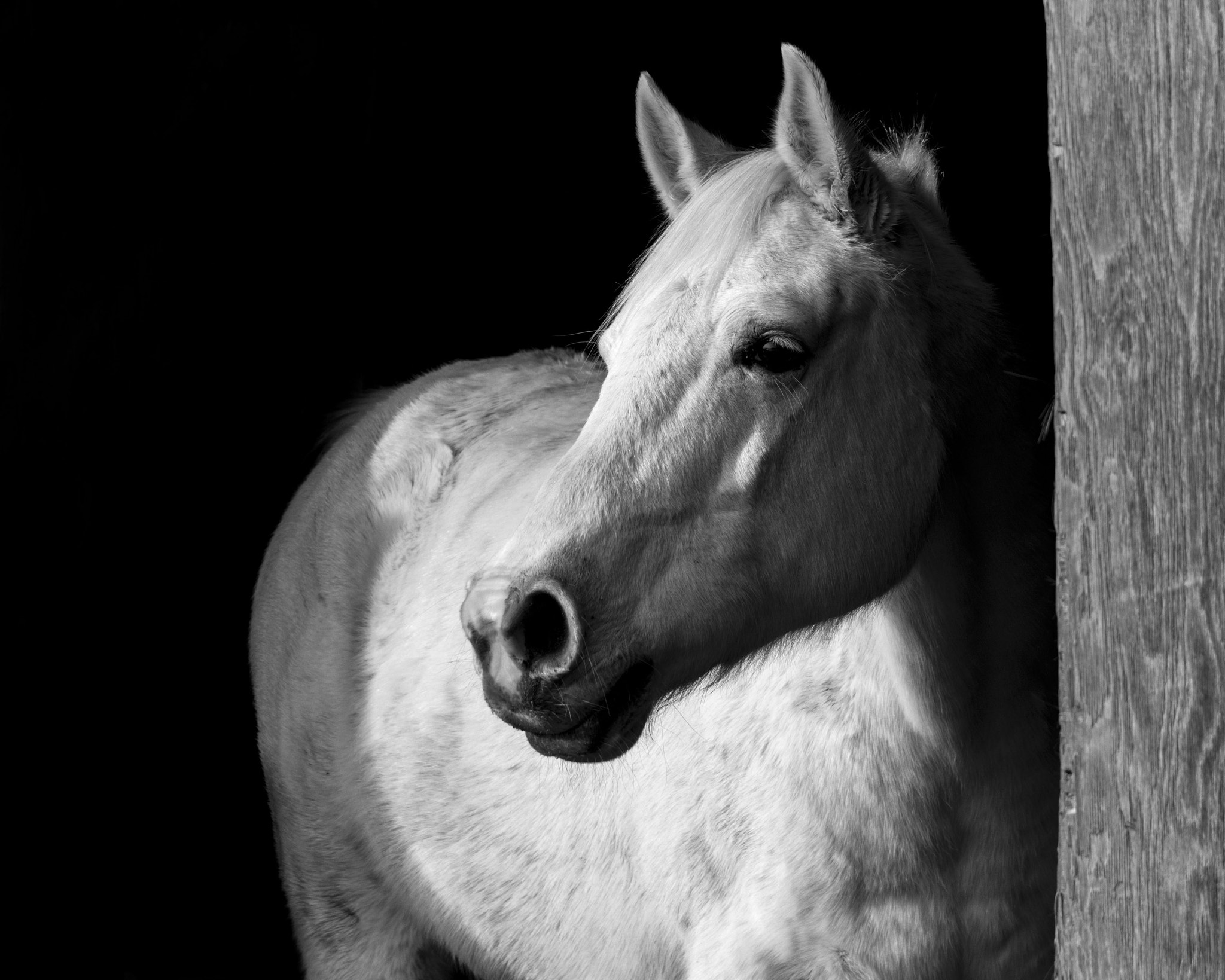 Samsung NX20 + Samsung NX 50-200mm F4-5.6 ED OIS sample photo. Grey horse photography