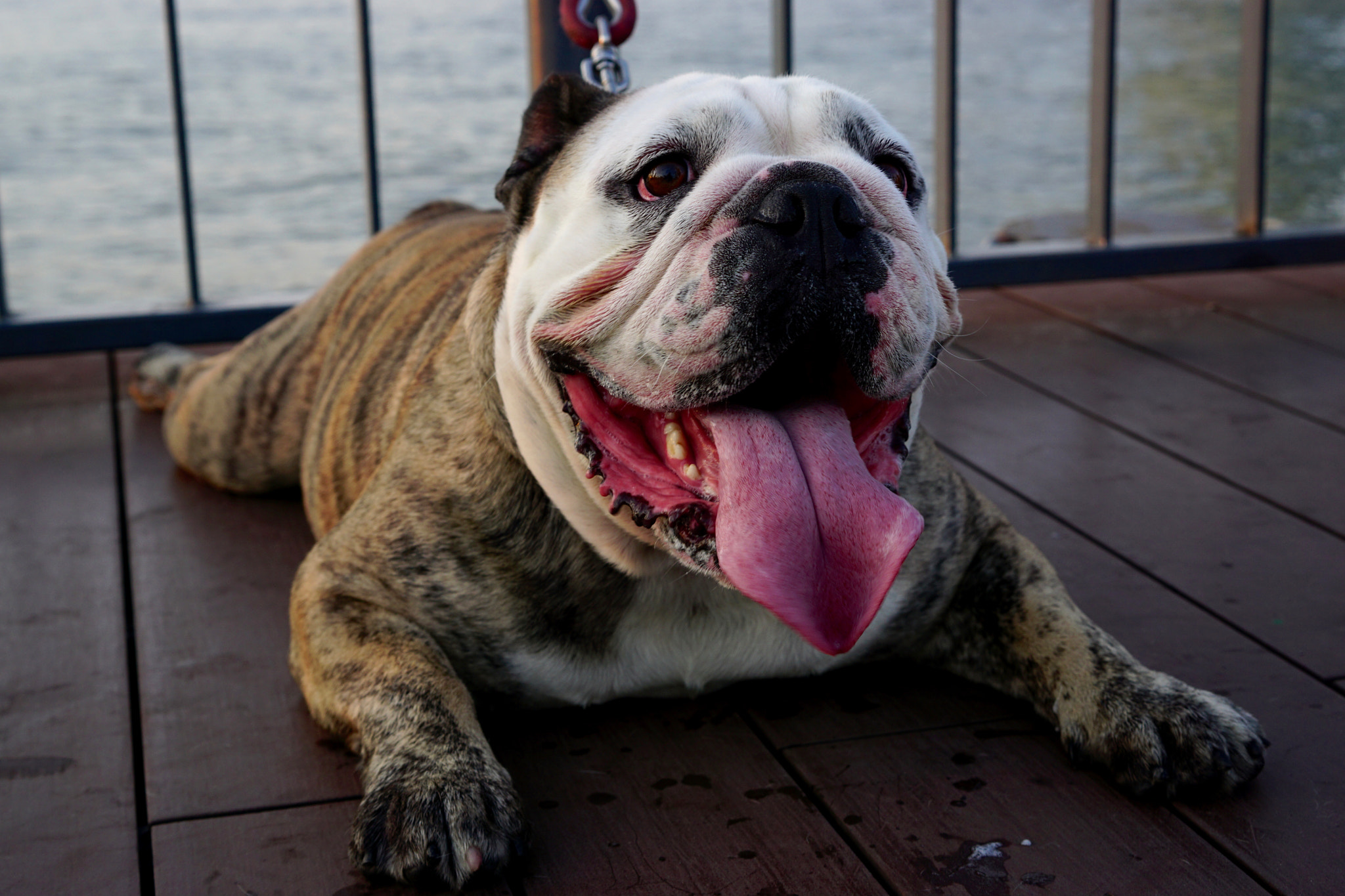 Sony a6000 + Sony Sonnar T* FE 35mm F2.8 ZA sample photo. A lovely bulldog photography