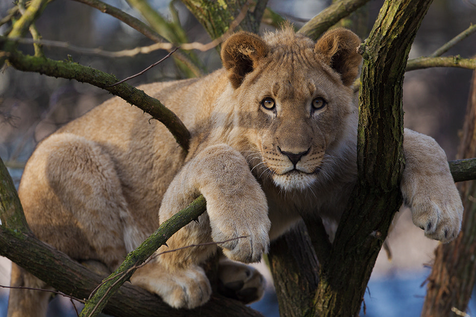 Canon EF 300mm F2.8L IS II USM sample photo. Lion cub photography