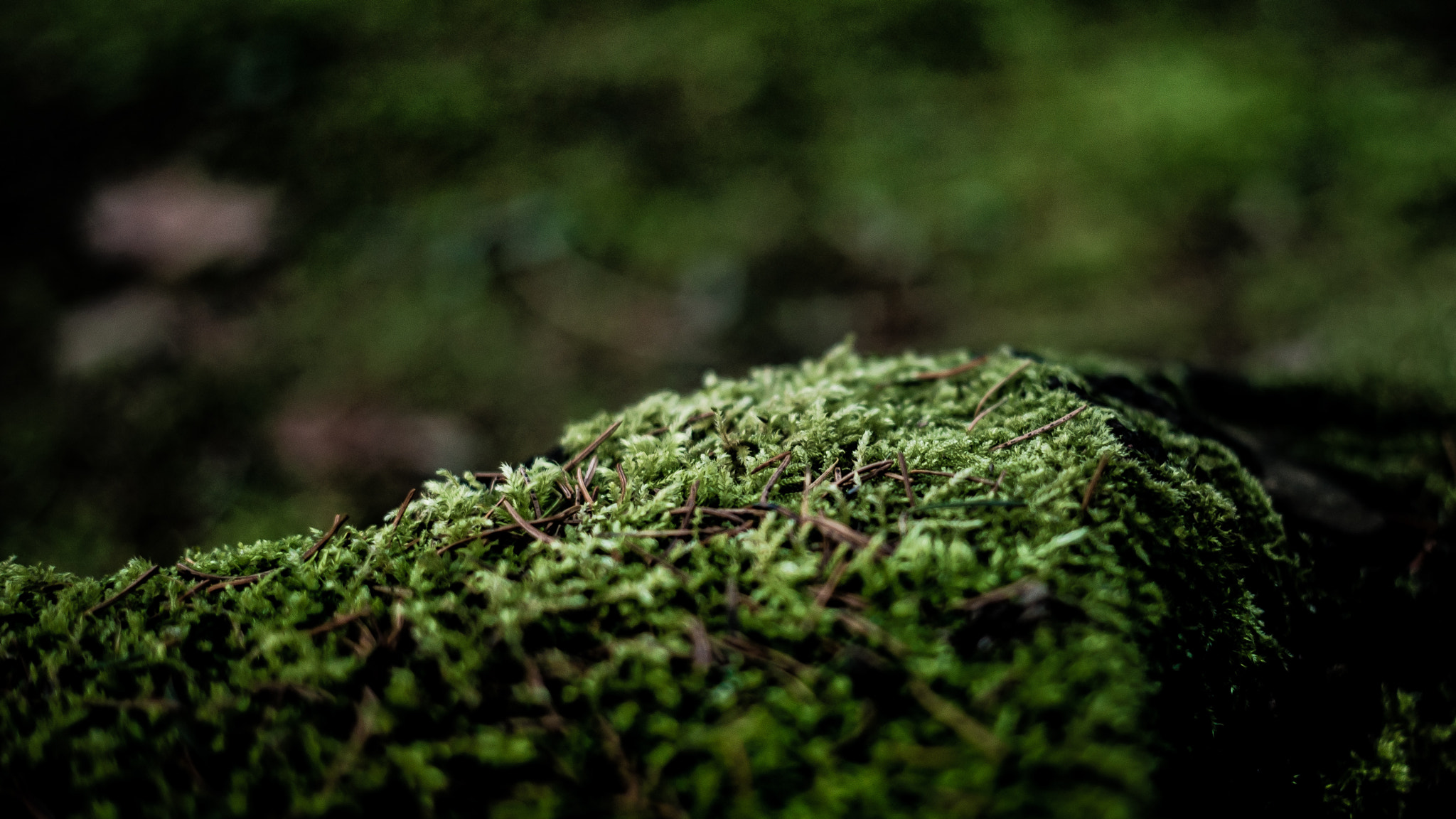 E 50mm F2 sample photo. Discoveries at the cemetery photography