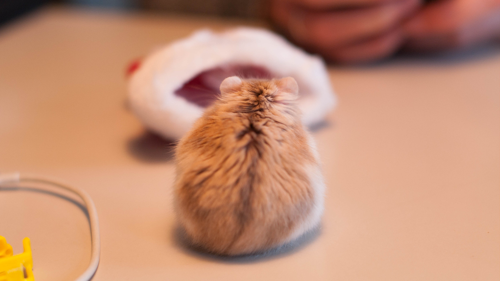 Pentax K-7 + Pentax smc FA 50mm F1.4 sample photo. Bobo x-mas photography
