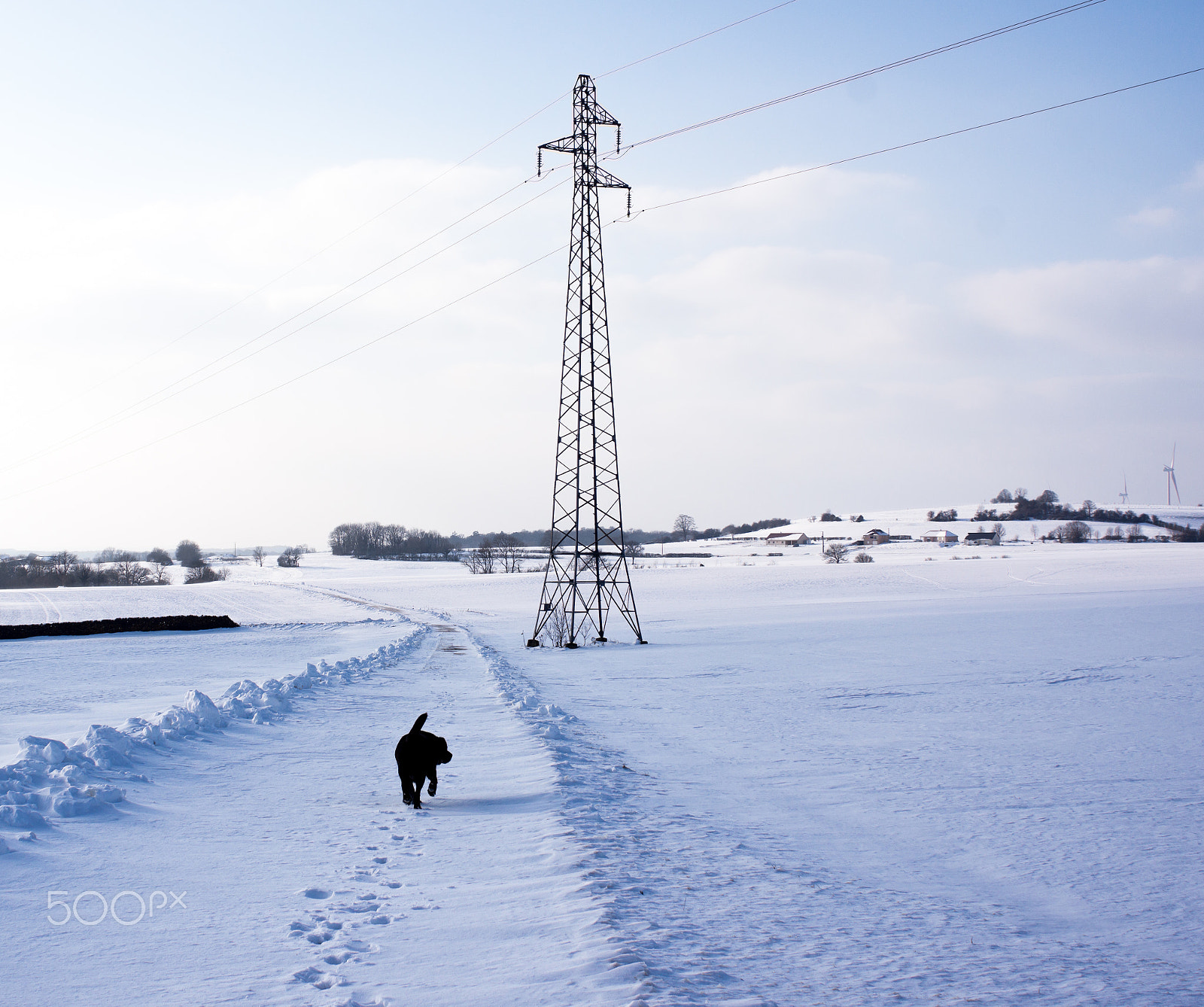 Sony Alpha NEX-7 + Sony 28mm F2.8 sample photo. Dog walking on a snowy road photography