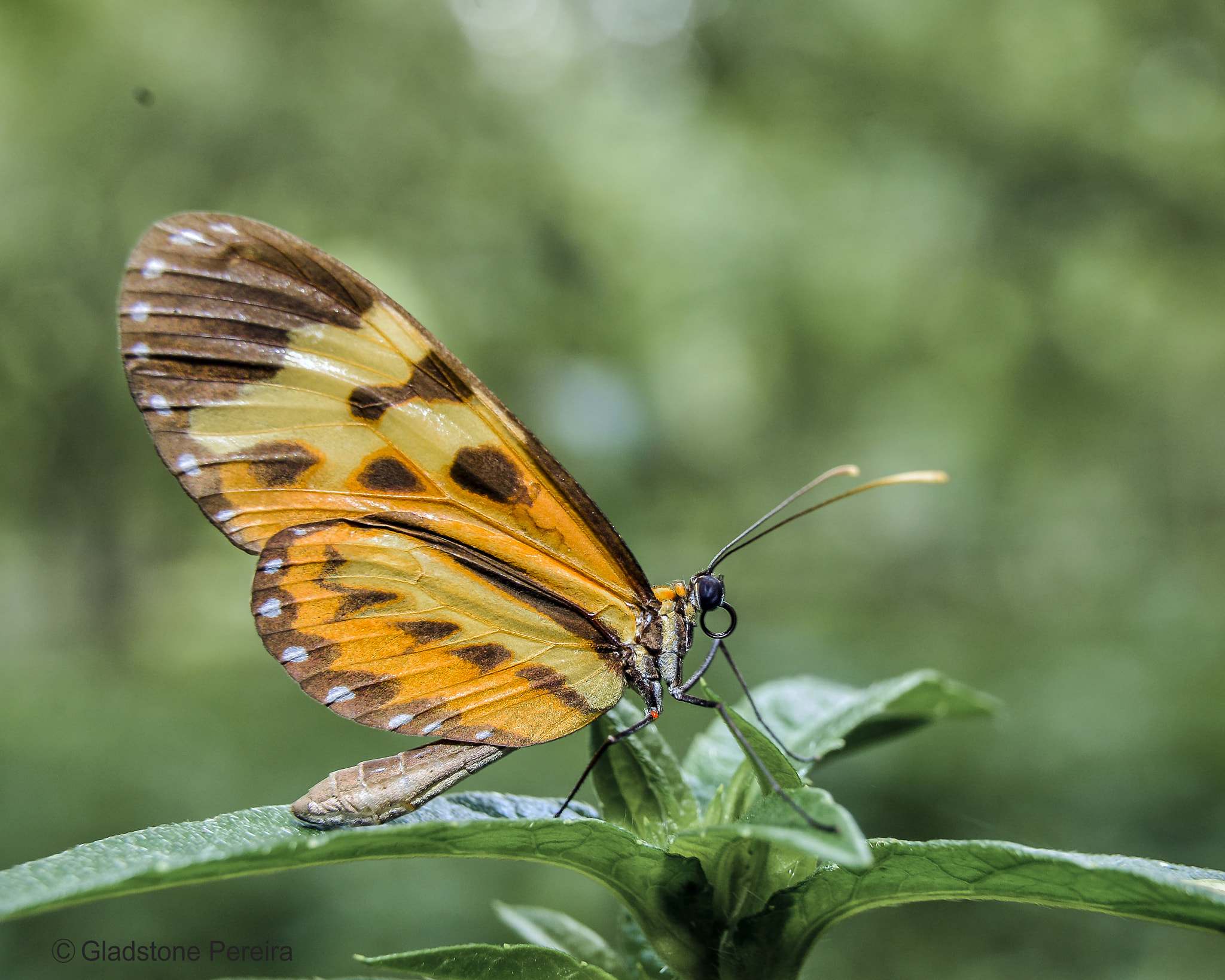 Sigma 17-50mm F2.8 EX DC OS HSM sample photo. Borboleta photography