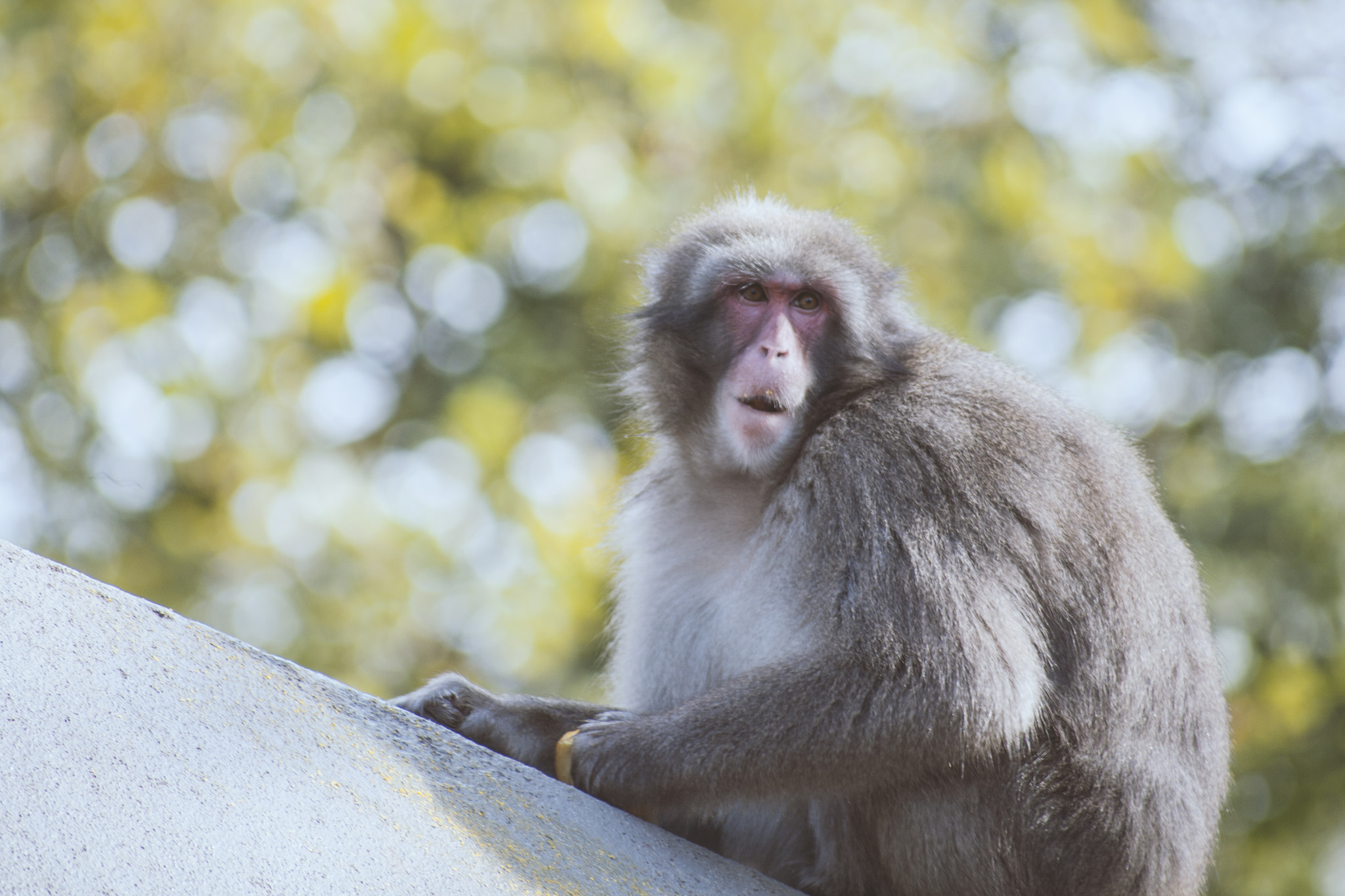 Canon EOS 5D Mark II + Canon EF 100-300mm F4.5-5.6 USM sample photo. Japanese macaque photography