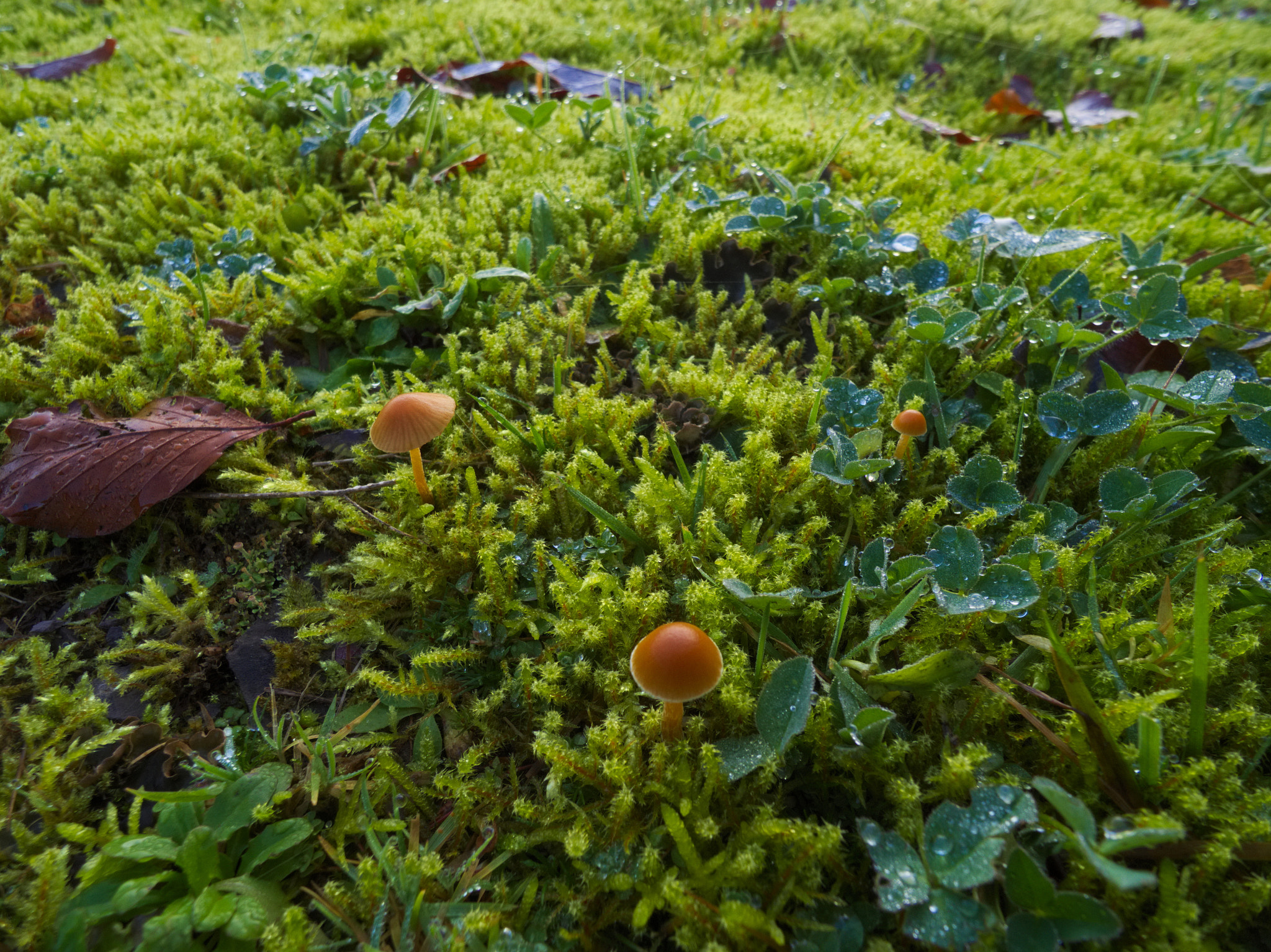 Pentax Q7 sample photo. Mushrooms, moss, grass photography
