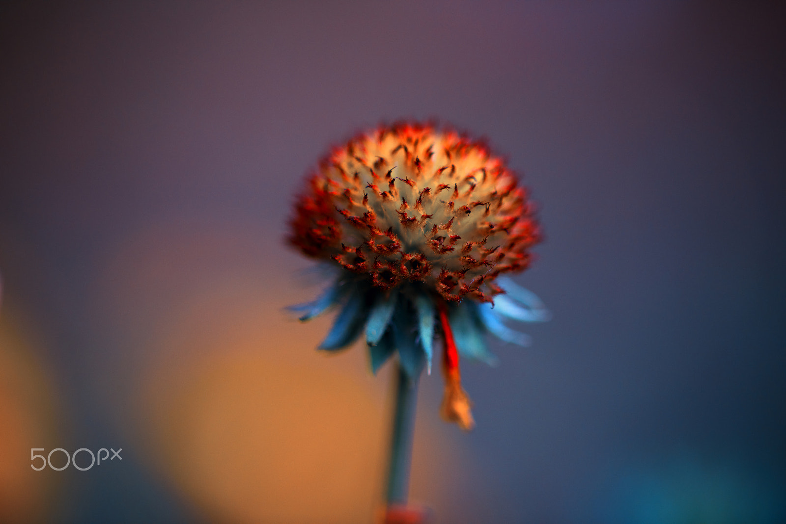 ZEISS Makro-Planar T* 100mm F2 sample photo. The end of august photography