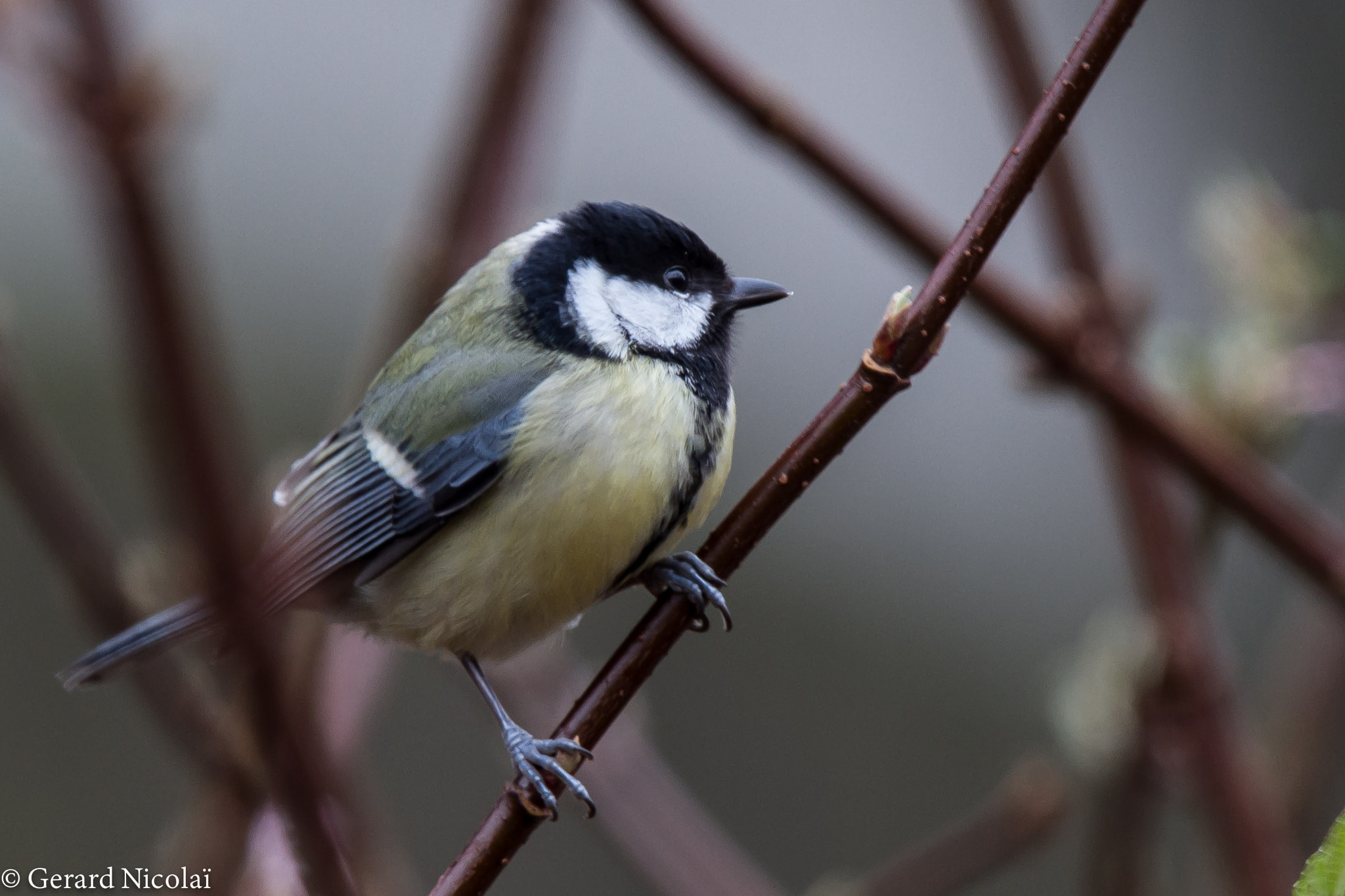 Canon EF 300mm F2.8L IS USM sample photo. Great tit photography