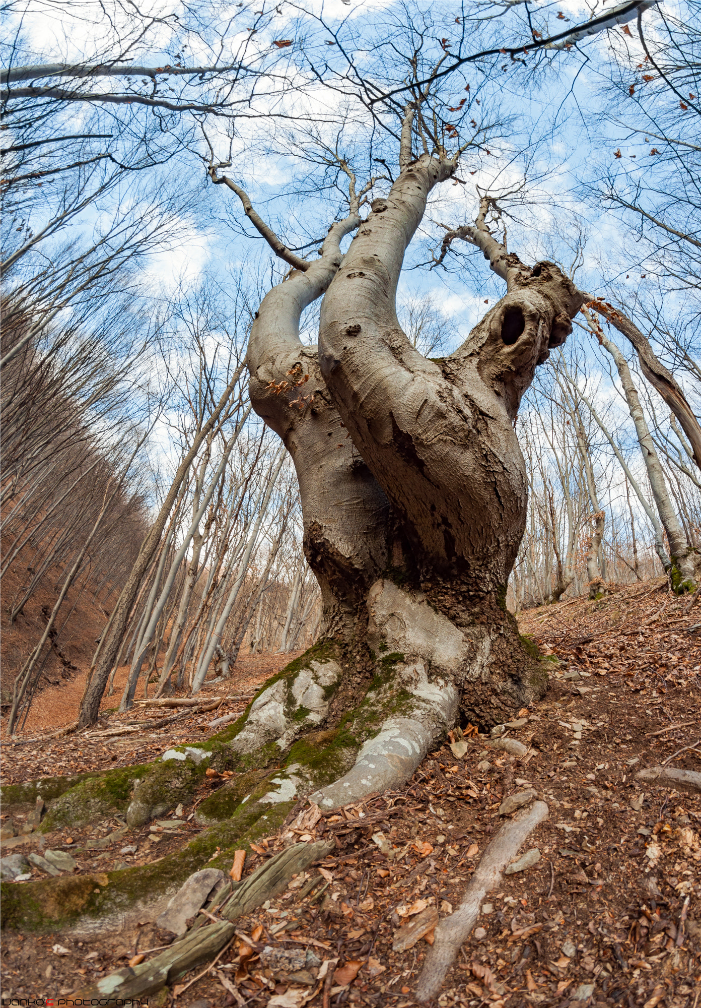 Nikon D90 + Samyang 8mm F3.5 Aspherical IF MC Fisheye sample photo. Crooked photography