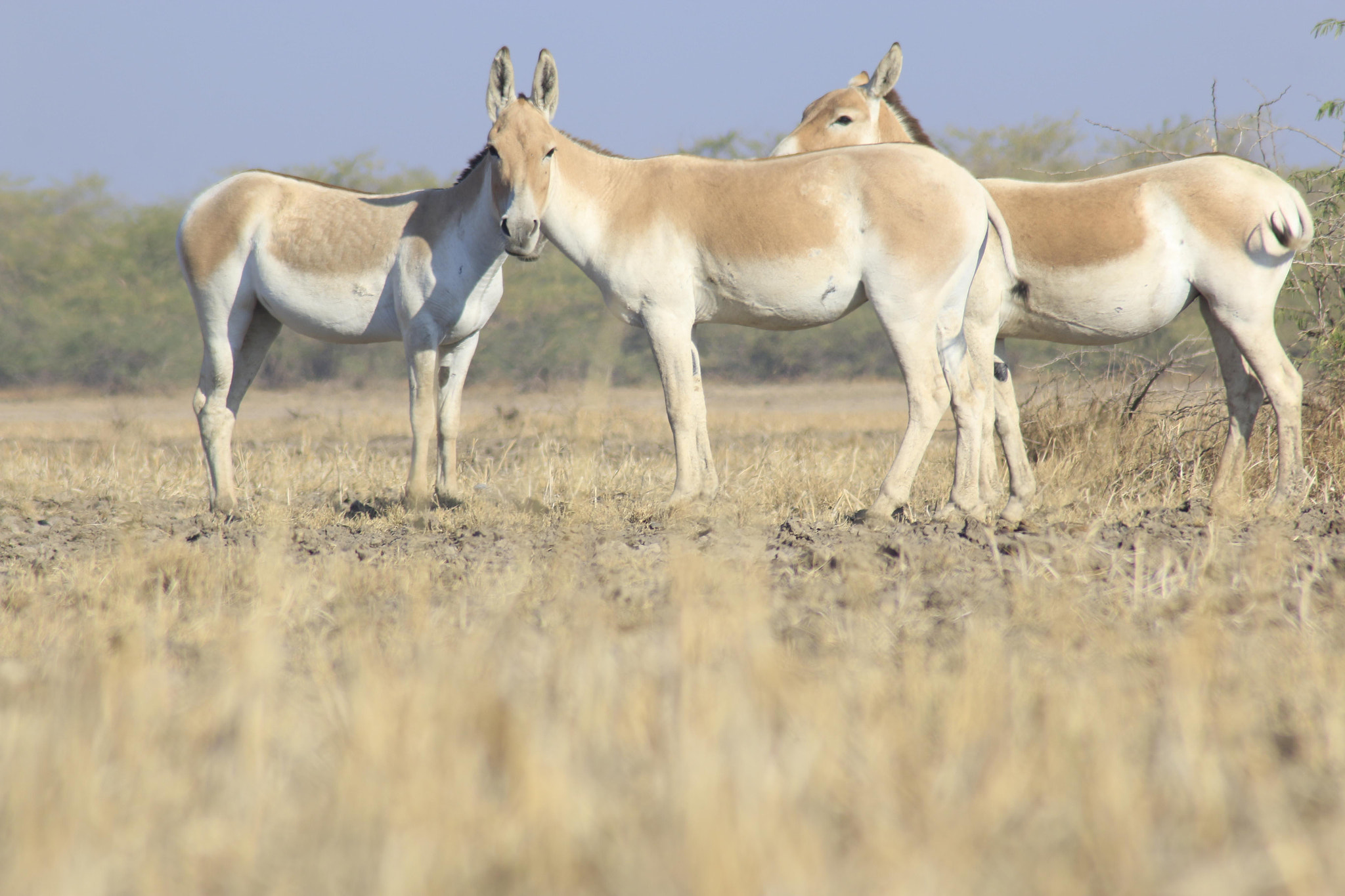 Canon 3 sample photo. Who's face?? -indian wild ass photography