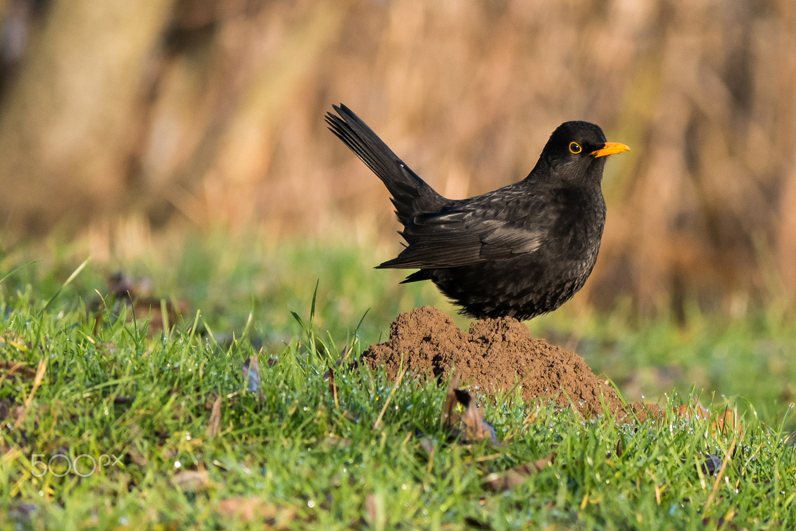 Panasonic Lumix DMC-GX7 sample photo. Ouzel wakefully photography