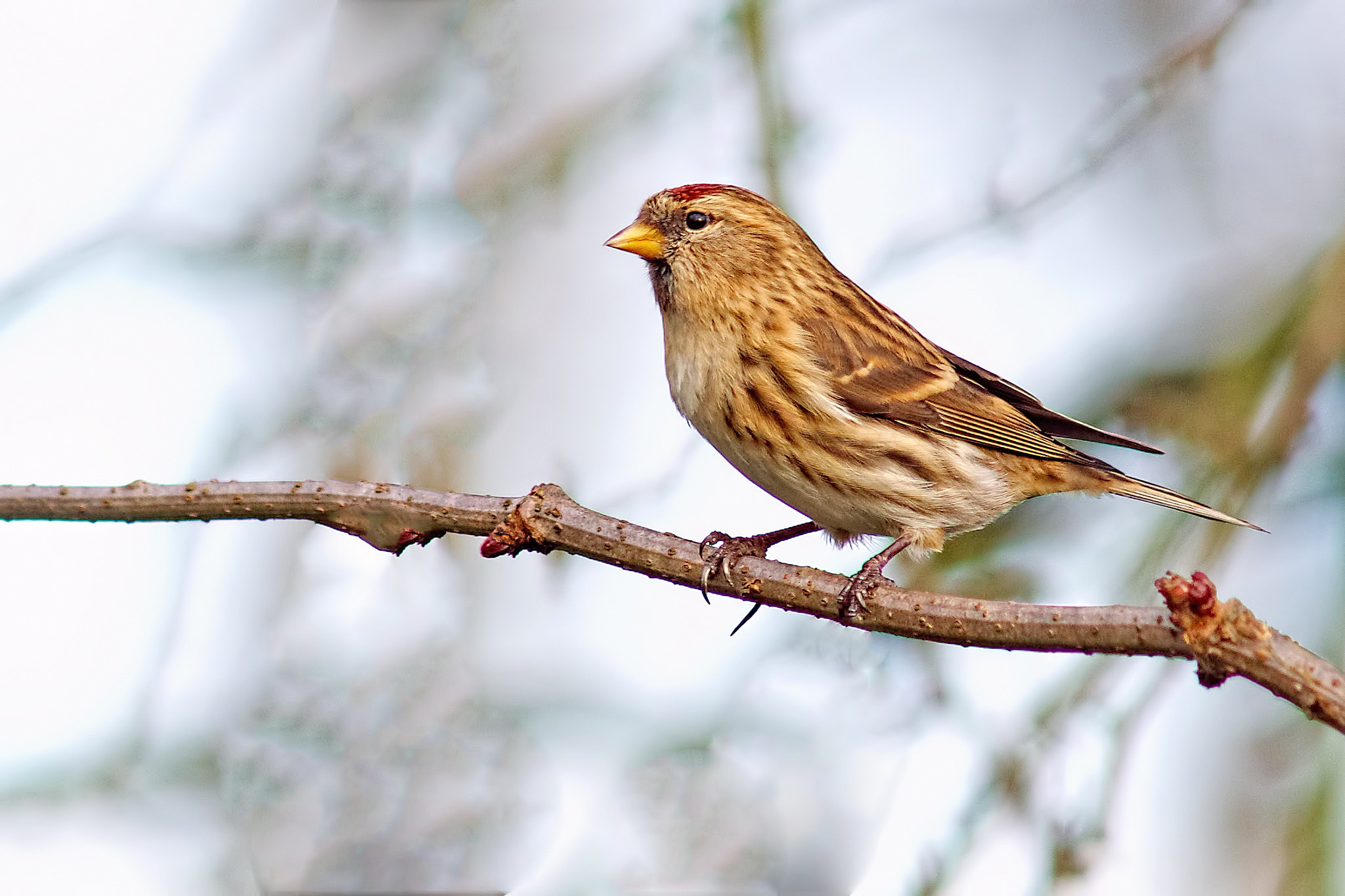 Sony ILCA-77M2 + Minolta AF 300mm F2.8 HS-APO G sample photo. Lesser redpol photography