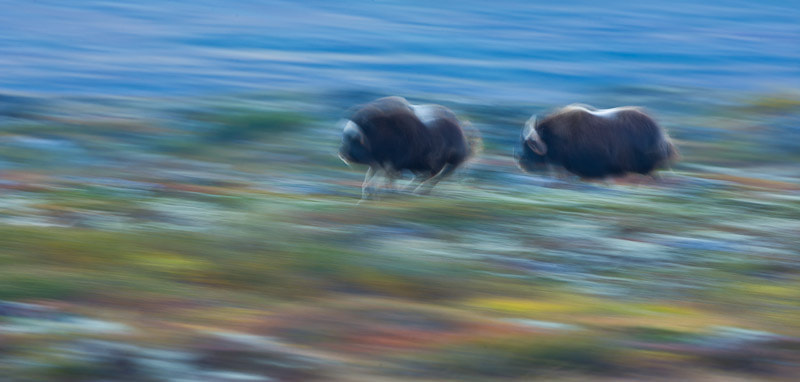 Canon EOS-1Ds Mark III sample photo. Juan carlos muñoz photography