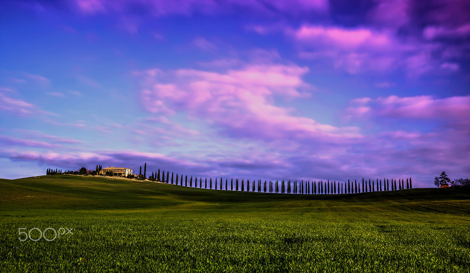 Nikon D3X sample photo. Cipressi photography