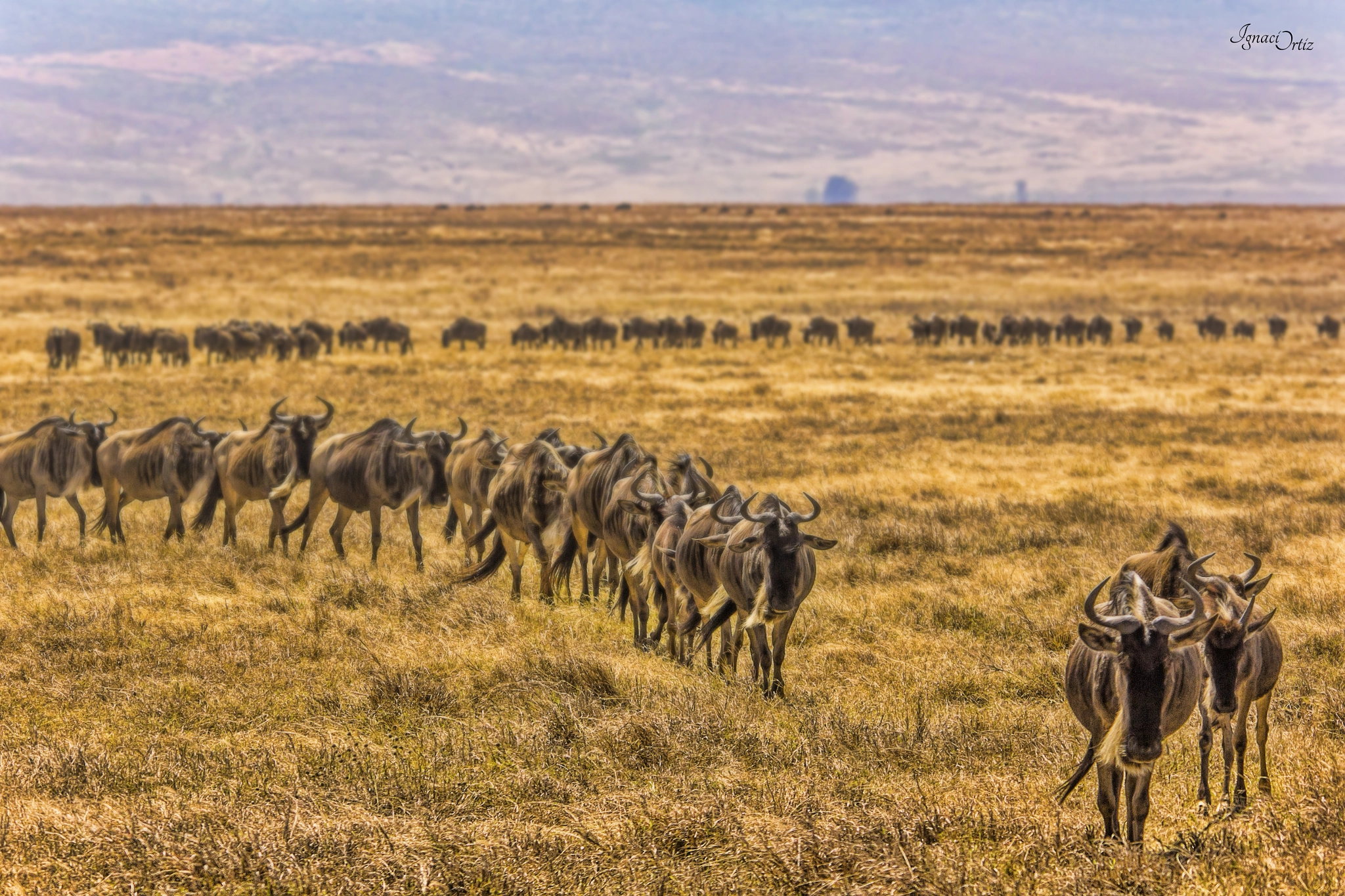 Sigma 150-500mm F5-6.3 DG OS HSM sample photo. The great migration photography