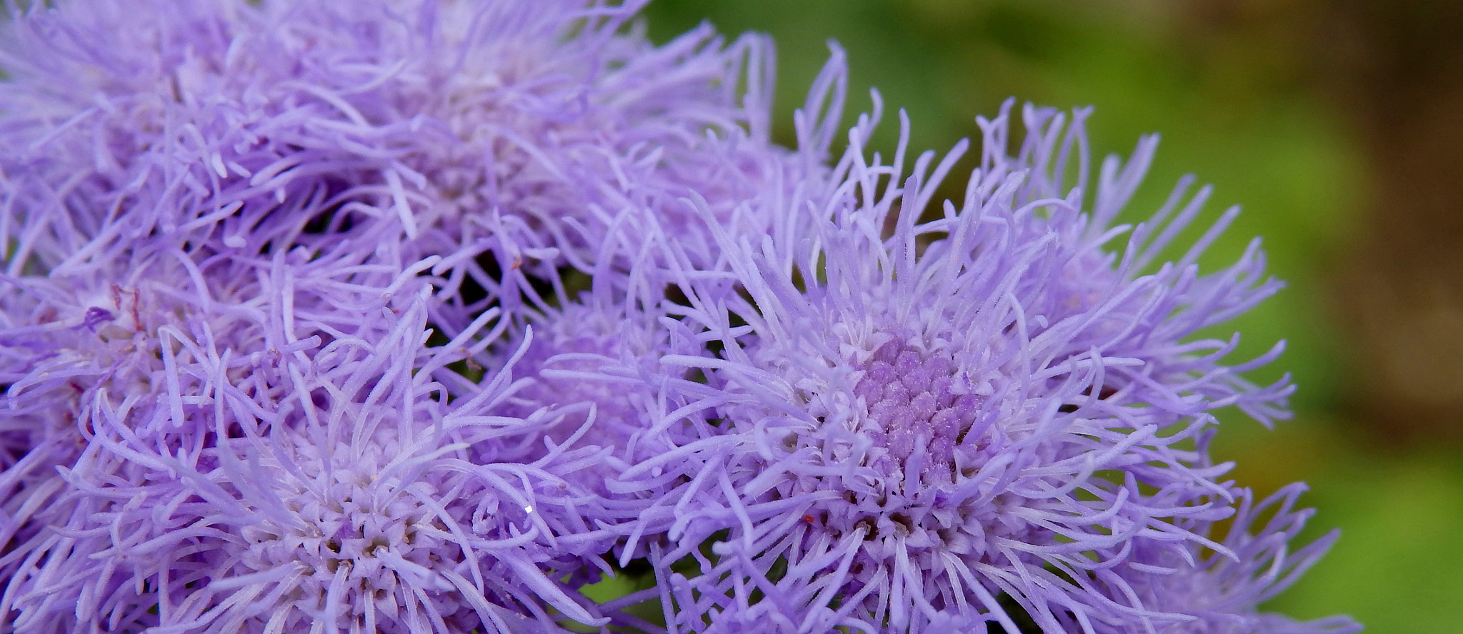 Olympus SH-50 sample photo. Fringe photography