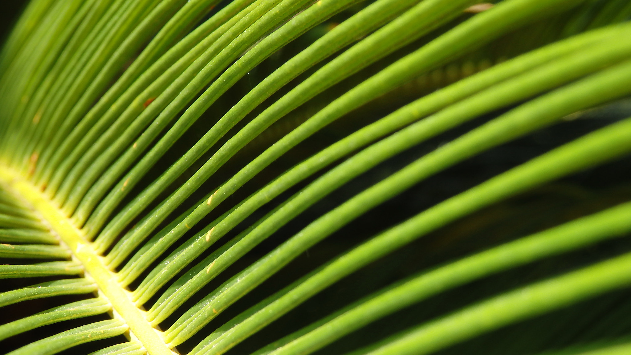 Olympus SH-50 sample photo. Leaf photography
