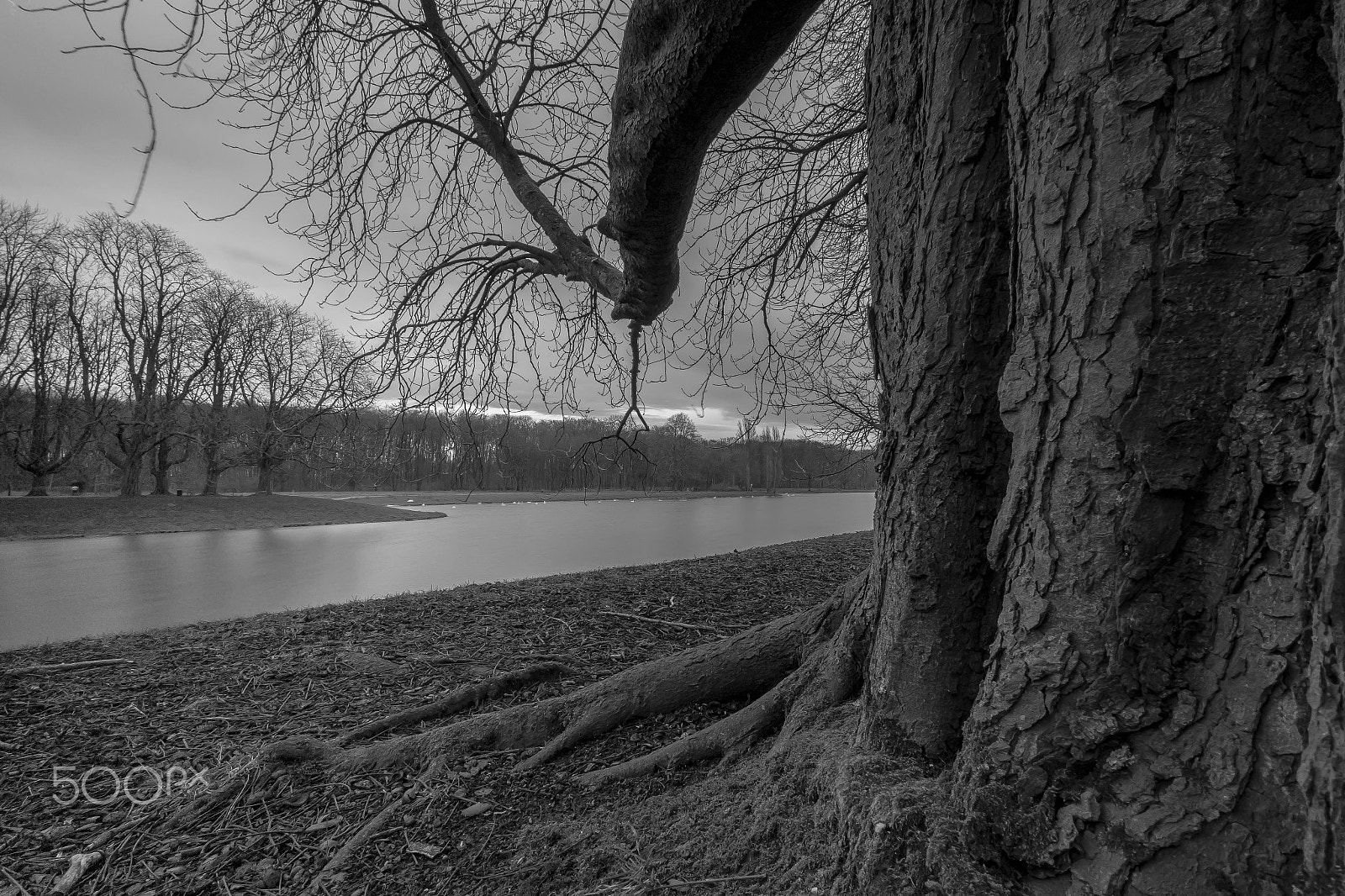 Samsung NX300M + Samsung NX 12-24mm F4-5.6 ED sample photo. Structured nature in grey photography