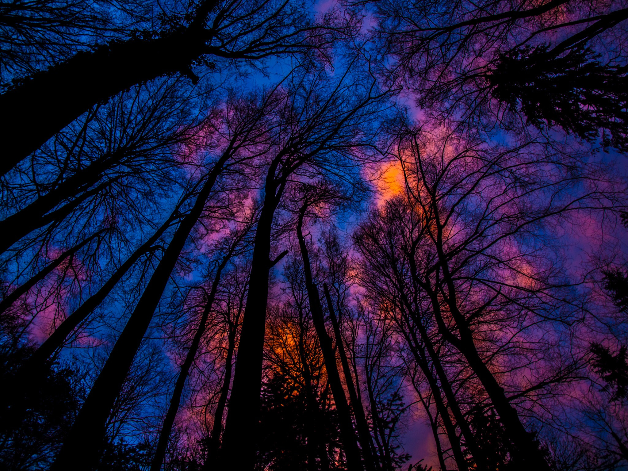 Olympus E-620 (EVOLT E-620) + OLYMPUS 14-42mm Lens sample photo. The burning sky in the woods photography