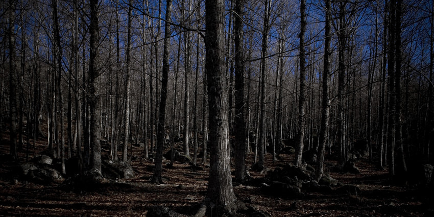 Canon TS-E 24mm f/3.5L sample photo. El castañar photography