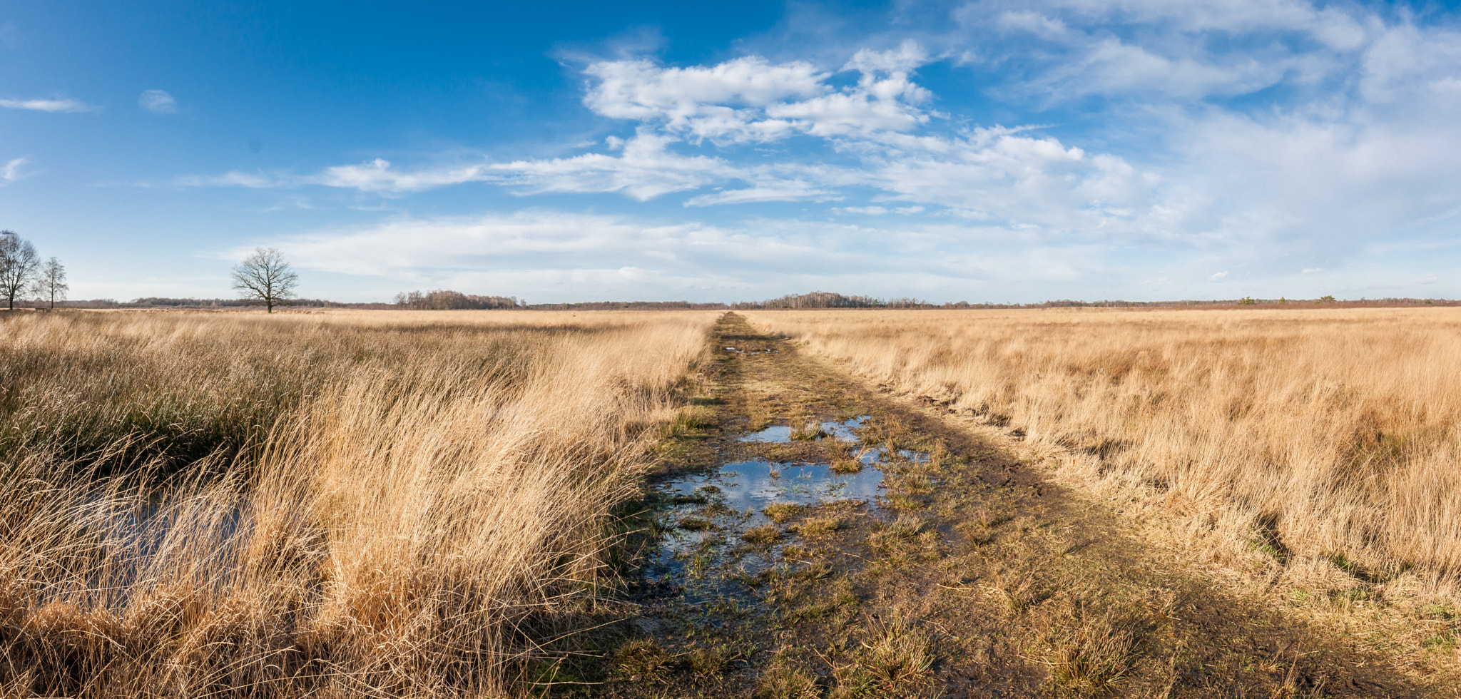 Canon EOS 1000D (EOS Digital Rebel XS / EOS Kiss F) sample photo. "path through the peat..." photography