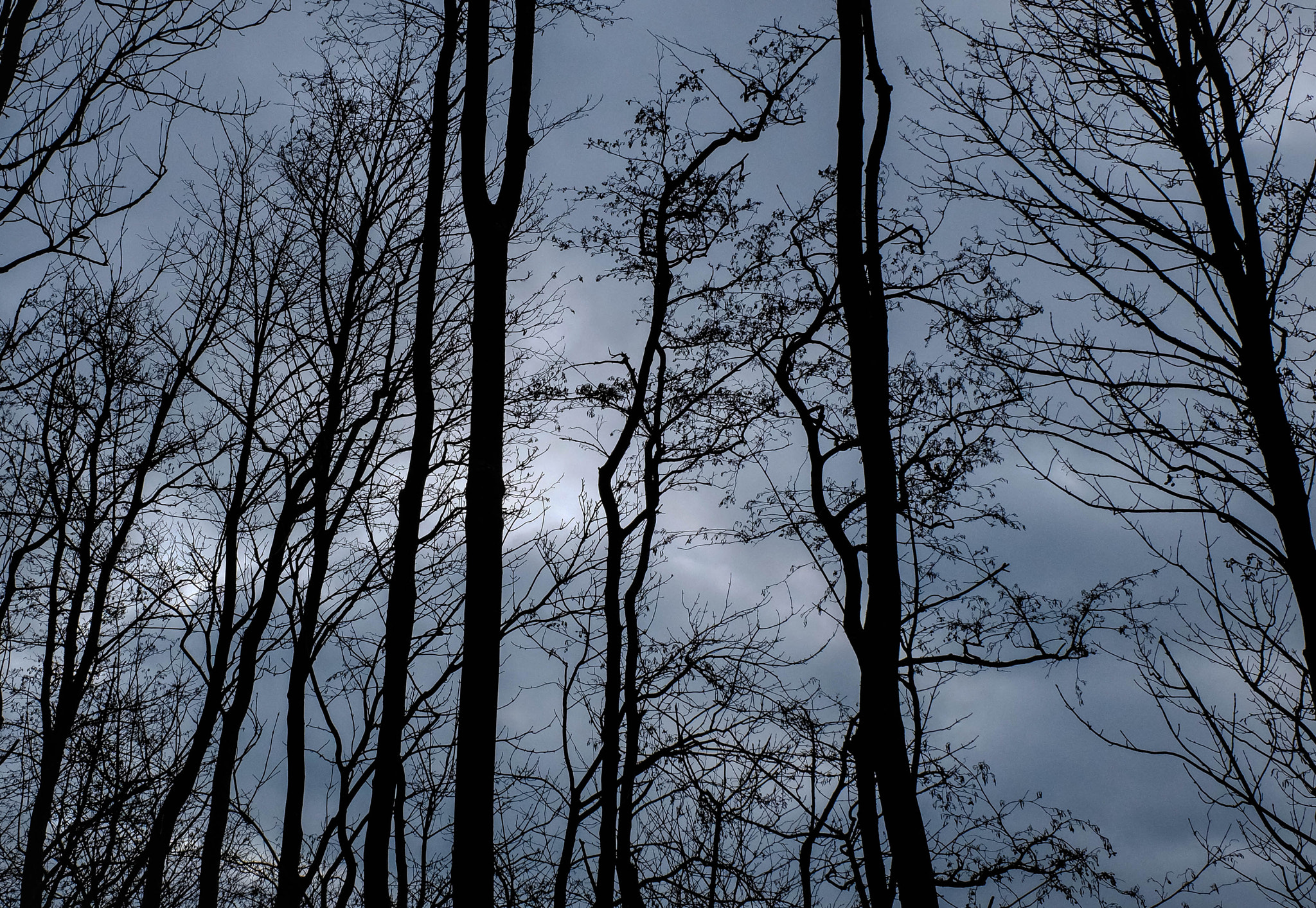 Fujifilm X-M1 + Fujifilm XC 16-50mm F3.5-5.6 OIS II sample photo. 10-1-2016-6.jpg photography