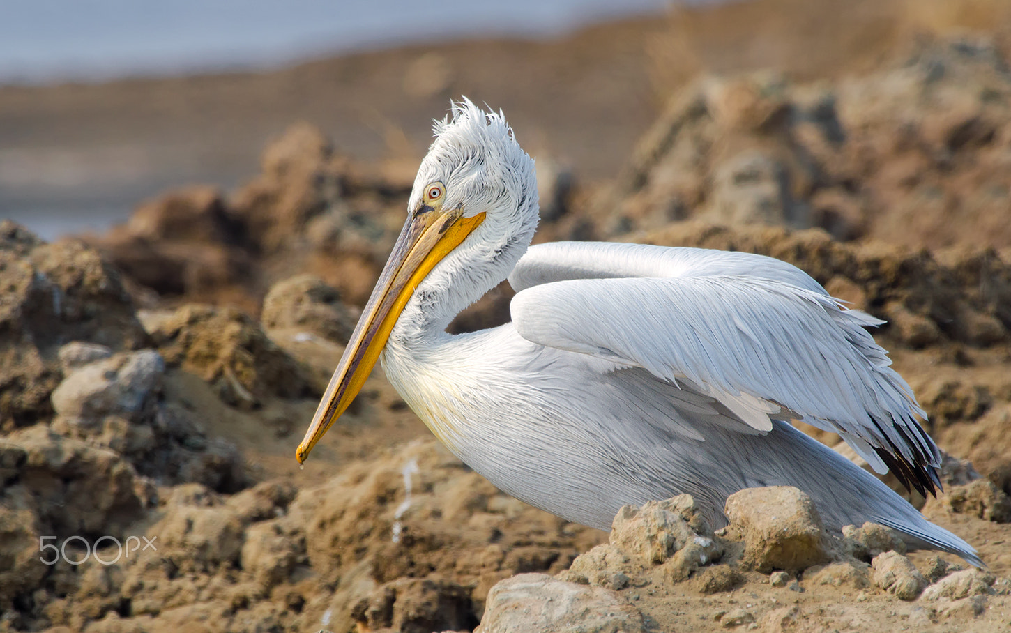 Nikon D7000 + Nikon AF-S Nikkor 500mm F4G ED VR sample photo. Dalmatian pelican photography