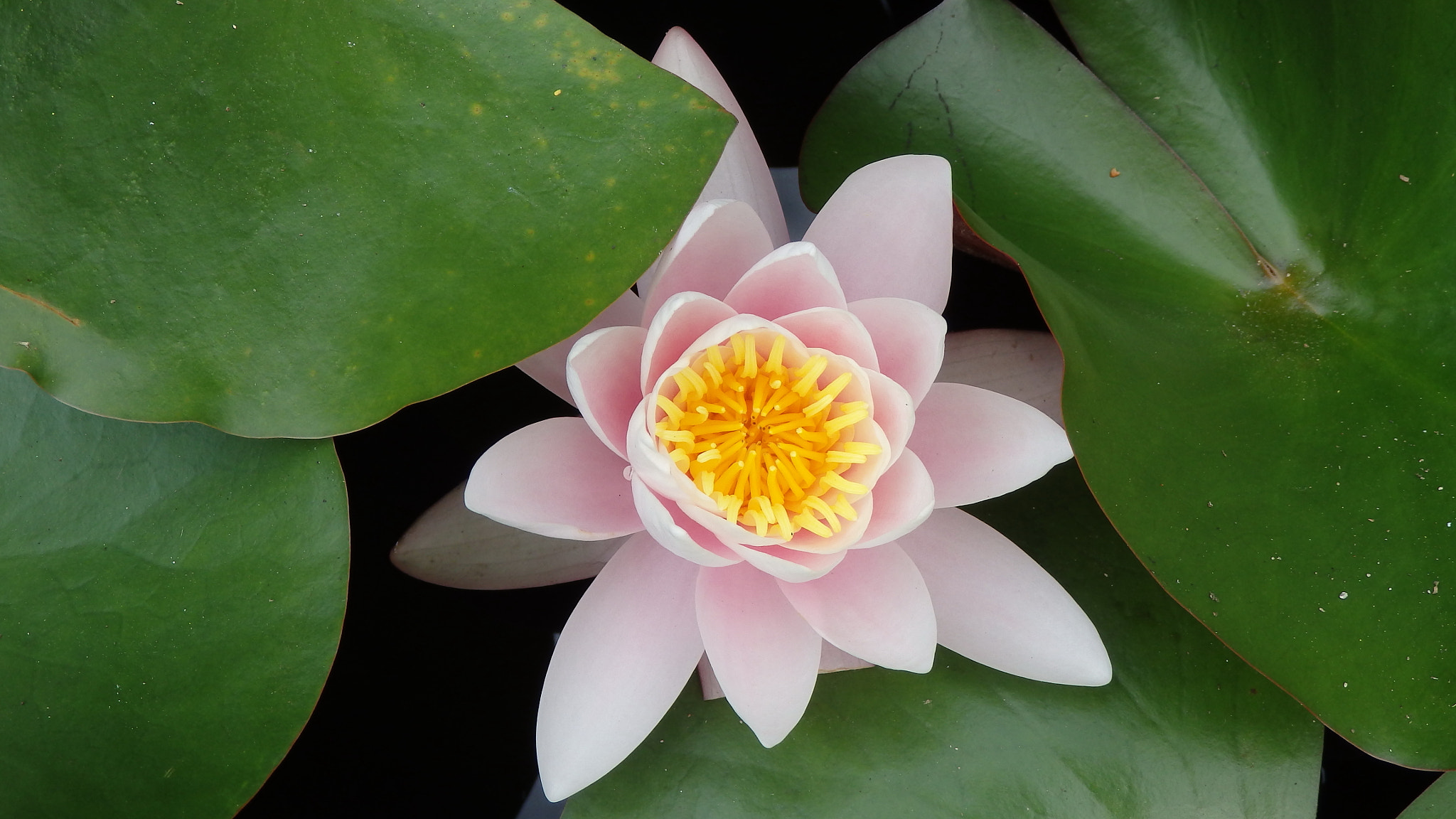 Olympus SH-50 sample photo. Nenuphar photography