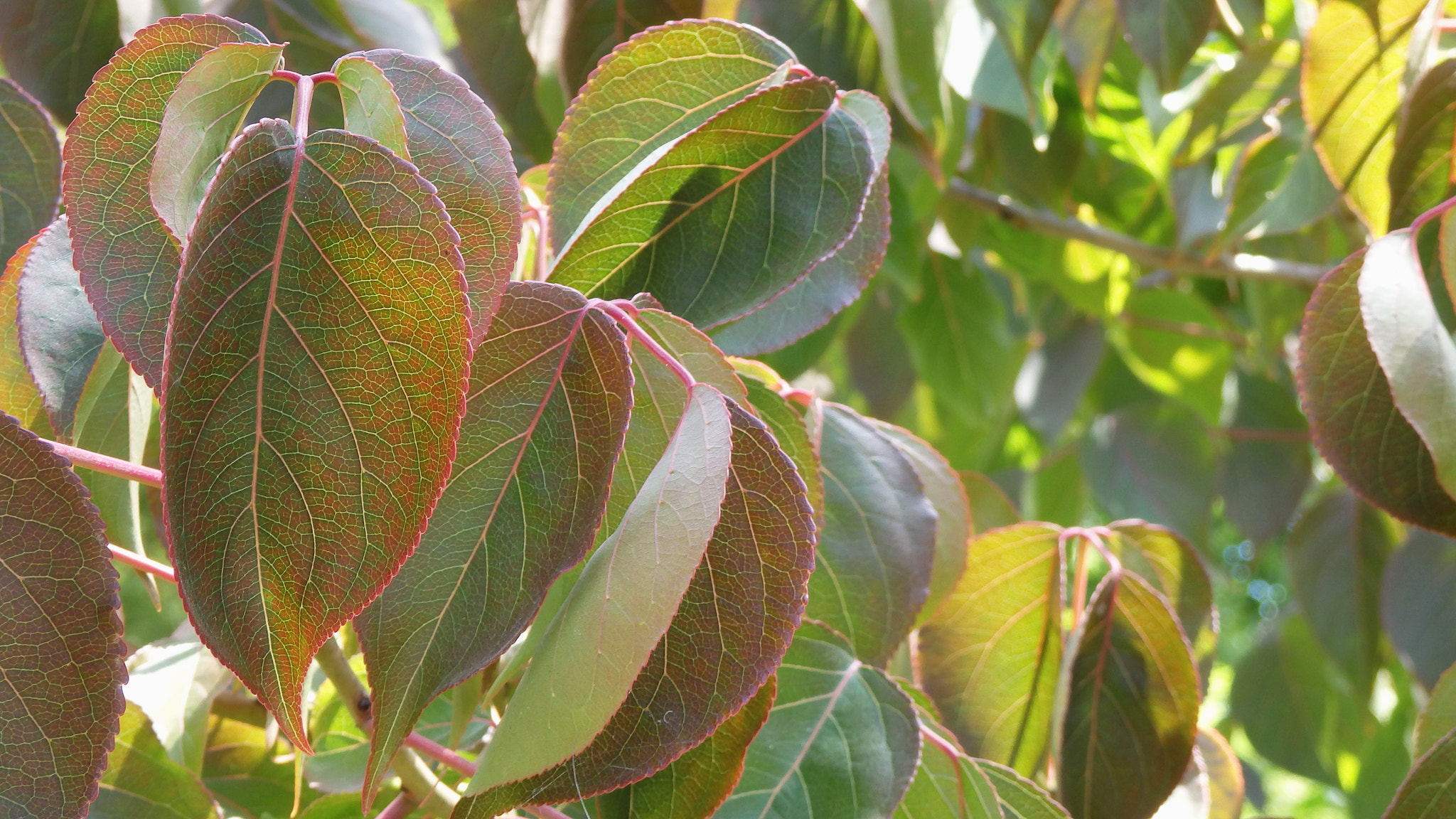 Olympus SH-50 sample photo. Foliage photography
