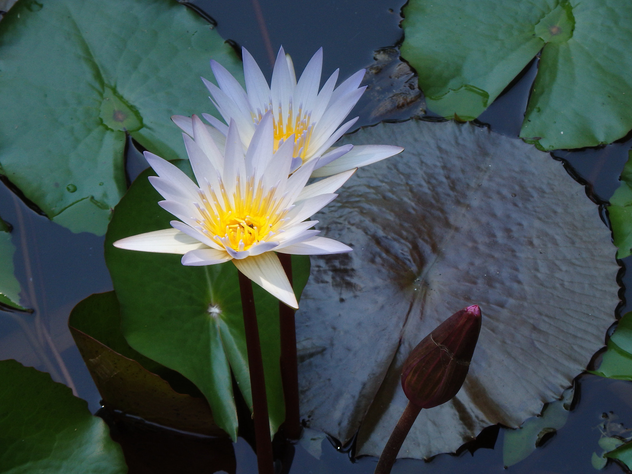 Olympus SH-50 sample photo. Water lily photography