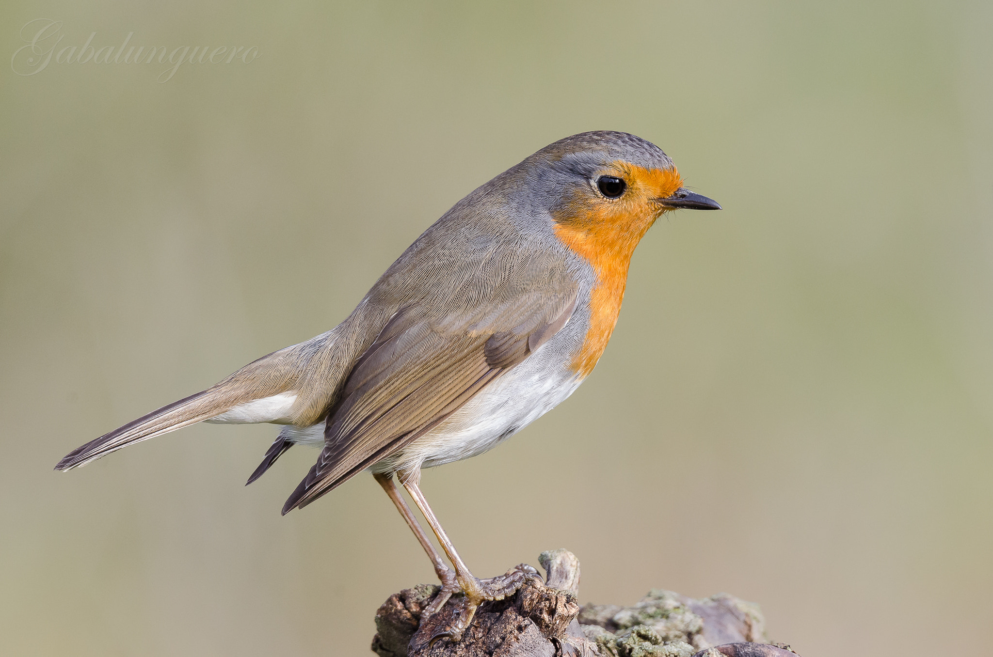 Sigma 150-600mm F5-6.3 DG OS HSM | S sample photo. Petirrojo europeo (erithacus rubecula) photography
