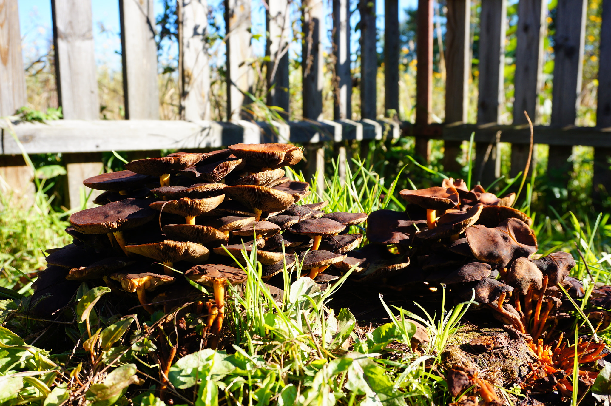 Sony Alpha NEX-5N + Sony E 16-50mm F3.5-5.6 PZ OSS sample photo. Brown mushrooms photography