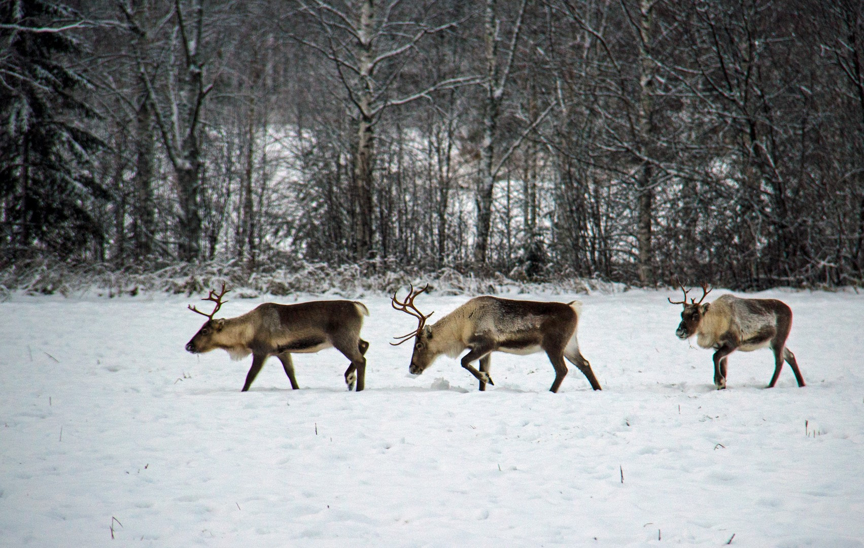Canon EF-S 18-200mm F3.5-5.6 IS sample photo. Reindeer photography