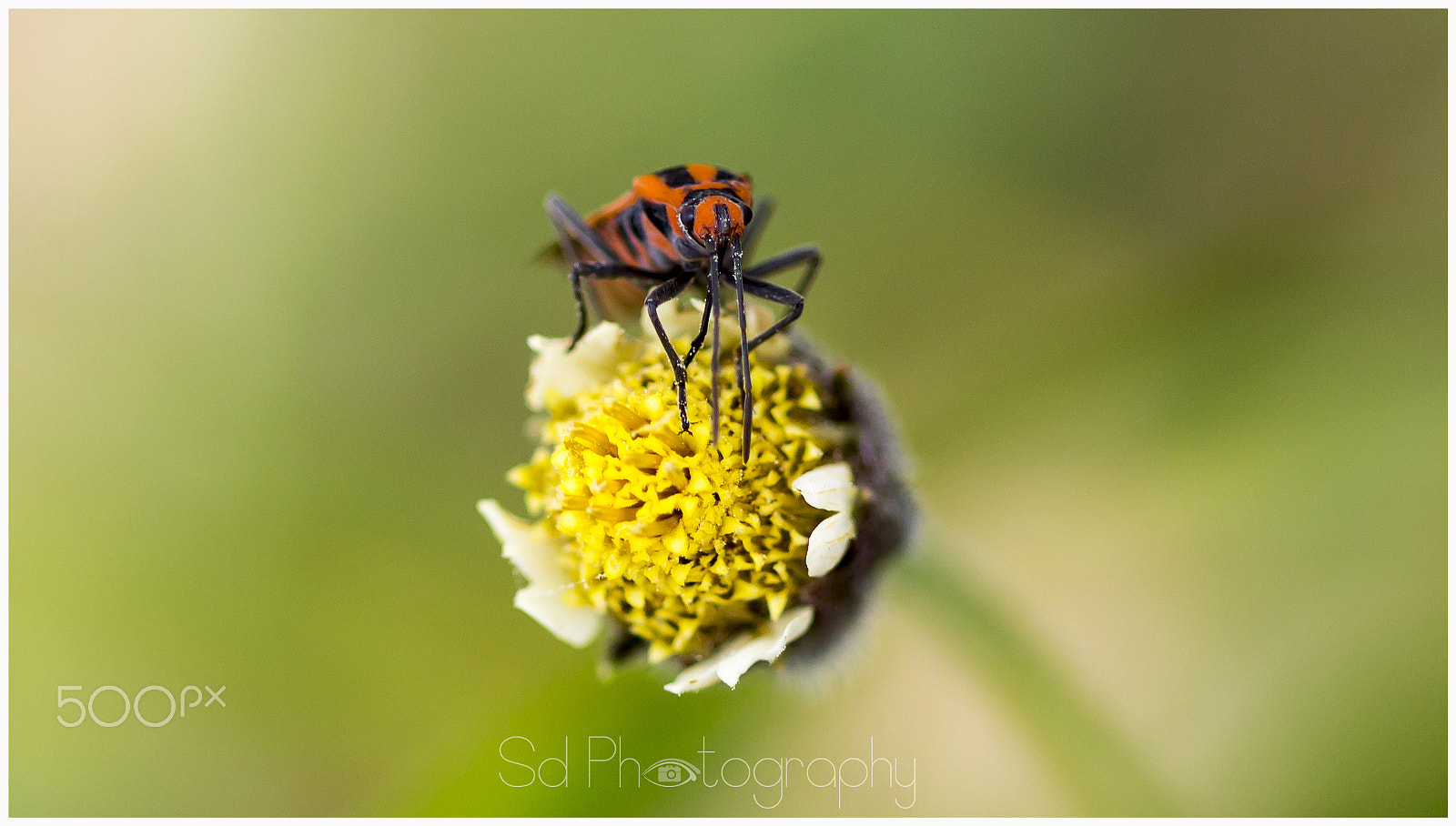 Canon EOS 600D (Rebel EOS T3i / EOS Kiss X5) + Canon EF 100mm F2.8 Macro USM sample photo. Firefly photography