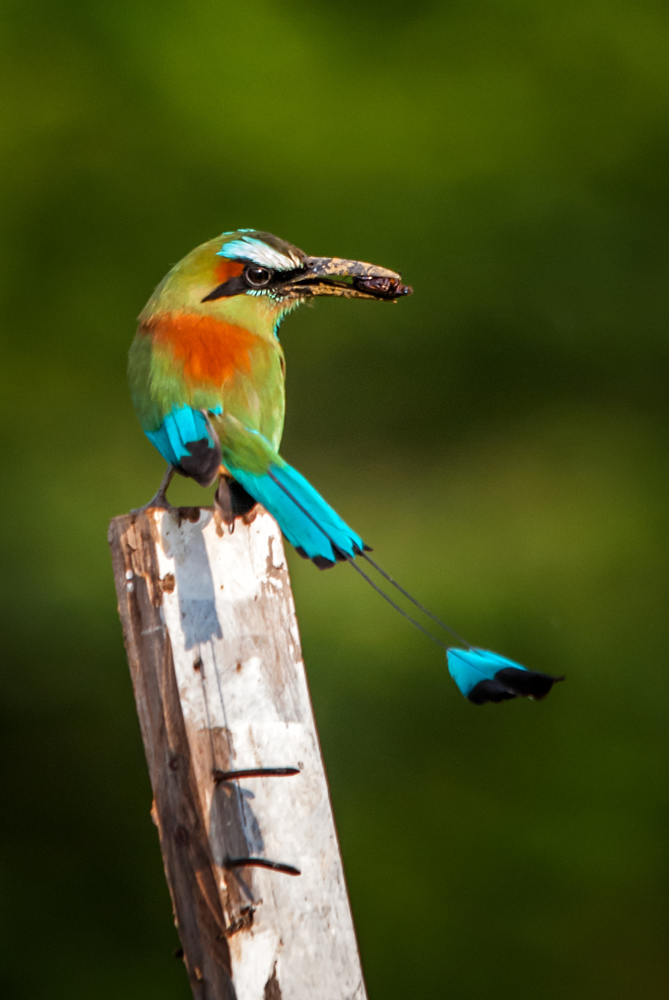 Sigma 150-500mm F5-6.3 DG OS HSM sample photo. Turquoise-browed motmot and snack photography