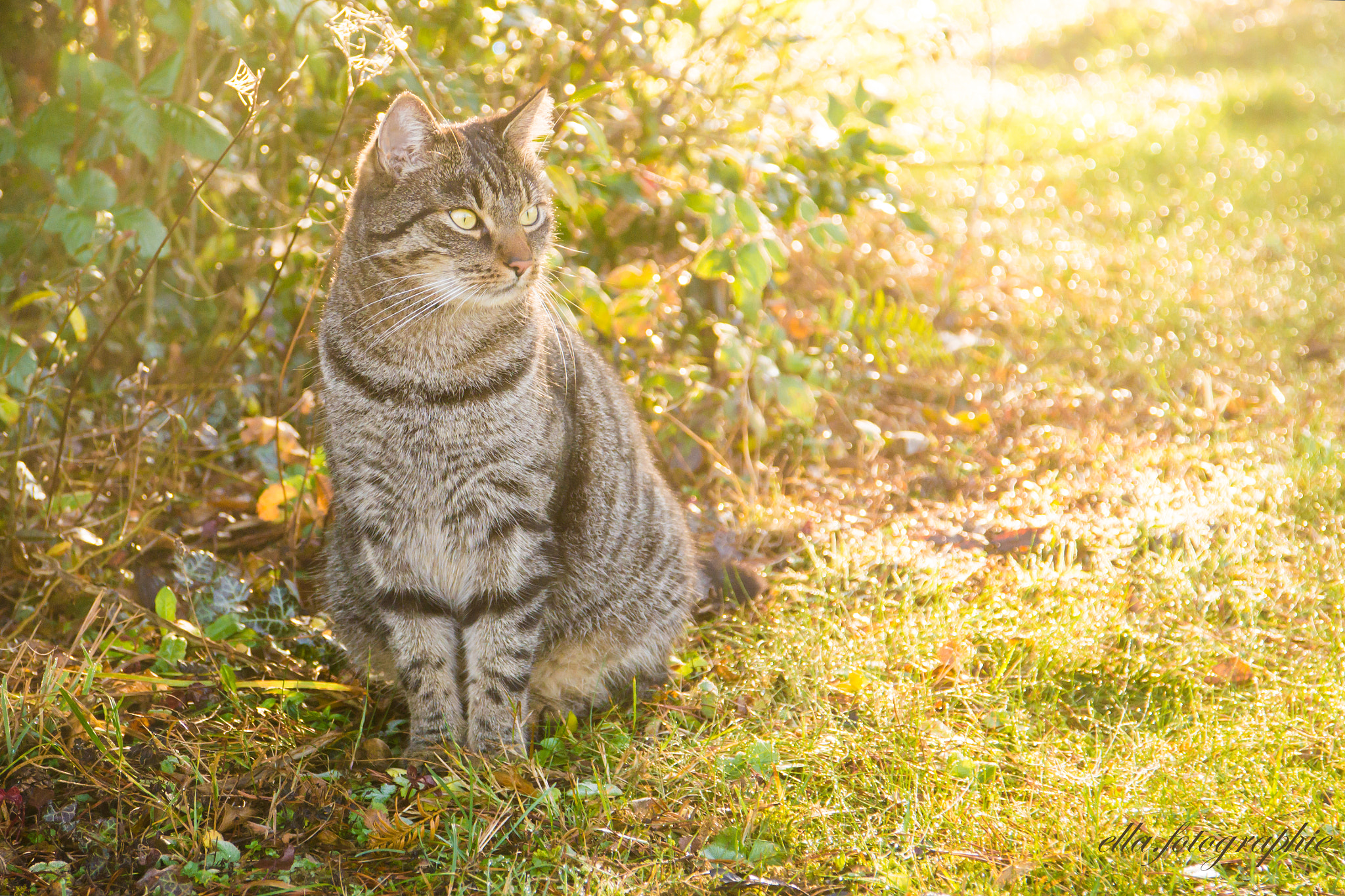 Sigma 18-125mm F3.8-5.6 DC OS HSM sample photo. Cat photography