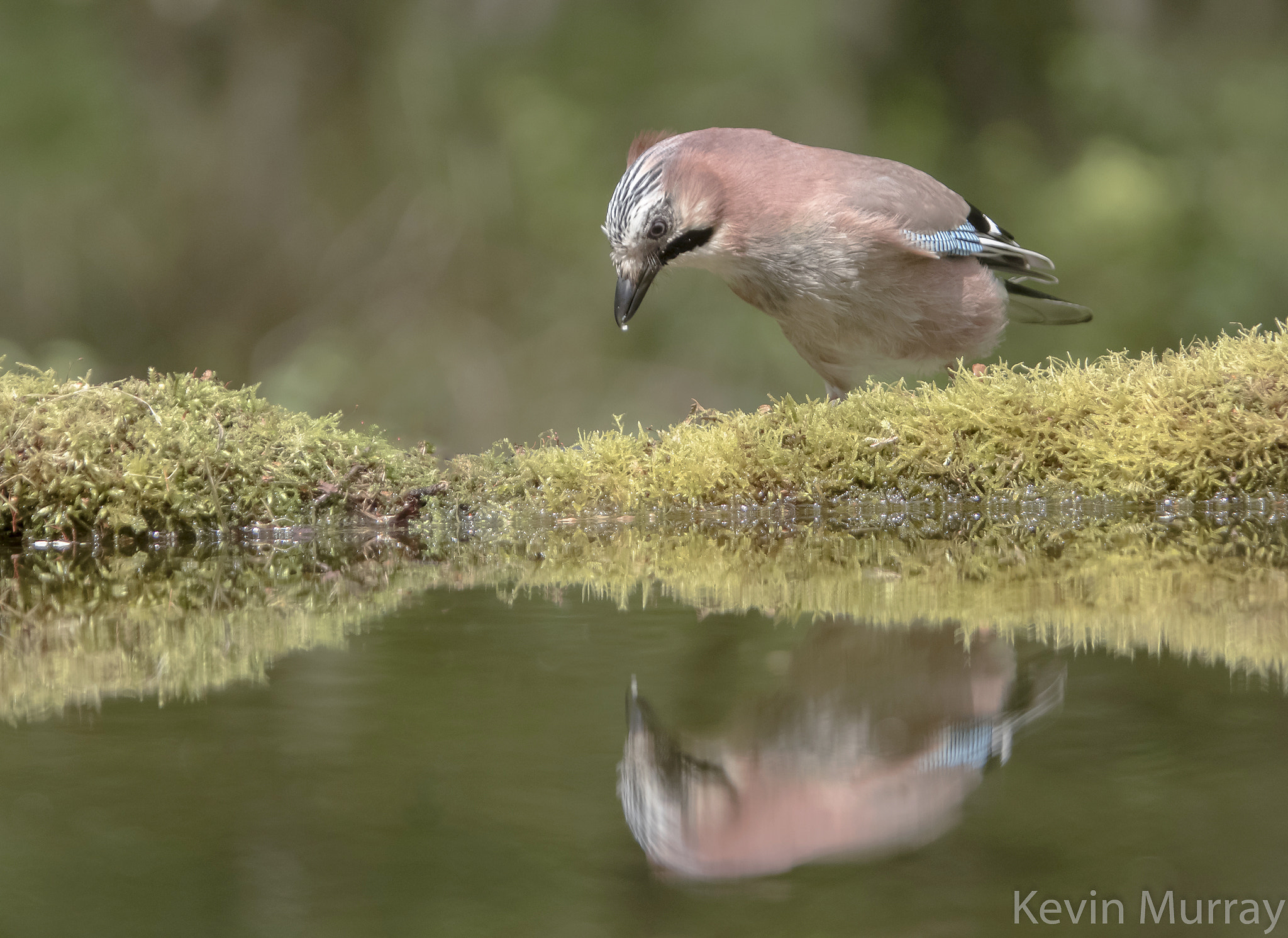 Canon EF 70-200mm F2.8L IS USM sample photo. Jay reflection . photography
