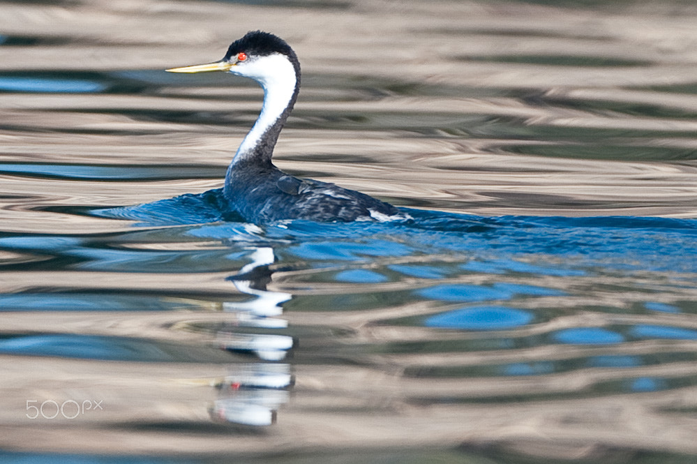 Nikon D3 + Nikon AF-S Nikkor 500mm F4G ED VR sample photo. _rsc9423-2.jpg photography