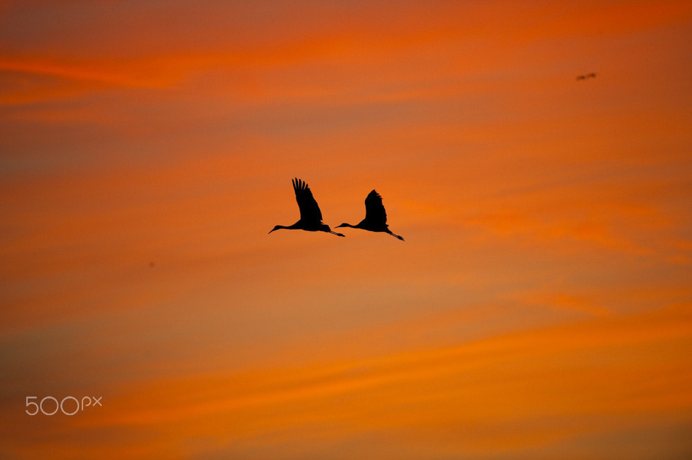 Nikon D3 + Nikon AF-S Nikkor 500mm F4G ED VR sample photo. Sandhill cranes at sunset... photography