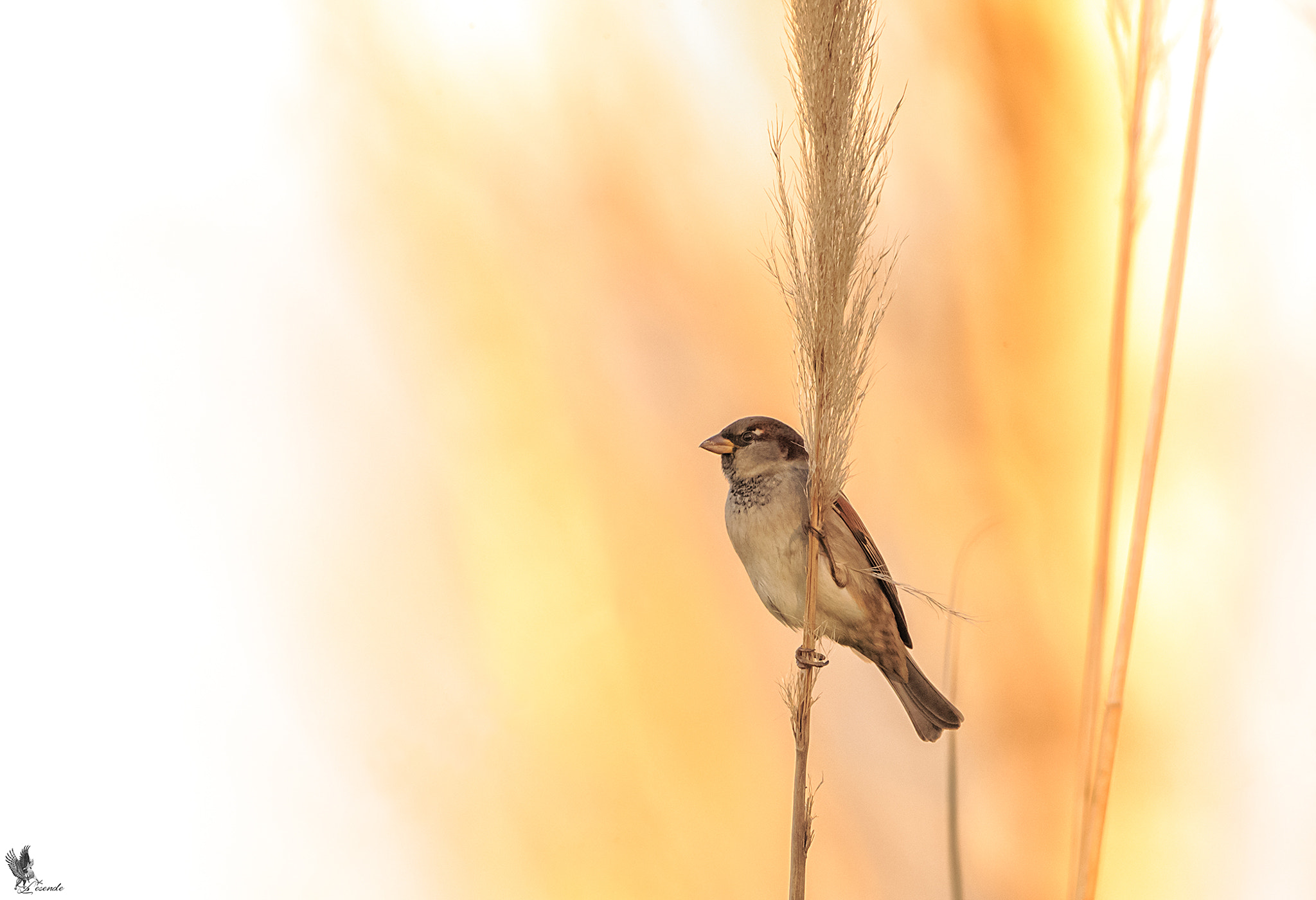 Canon EOS-1D X + Canon EF 300mm F4L IS USM sample photo. Gorrion photography