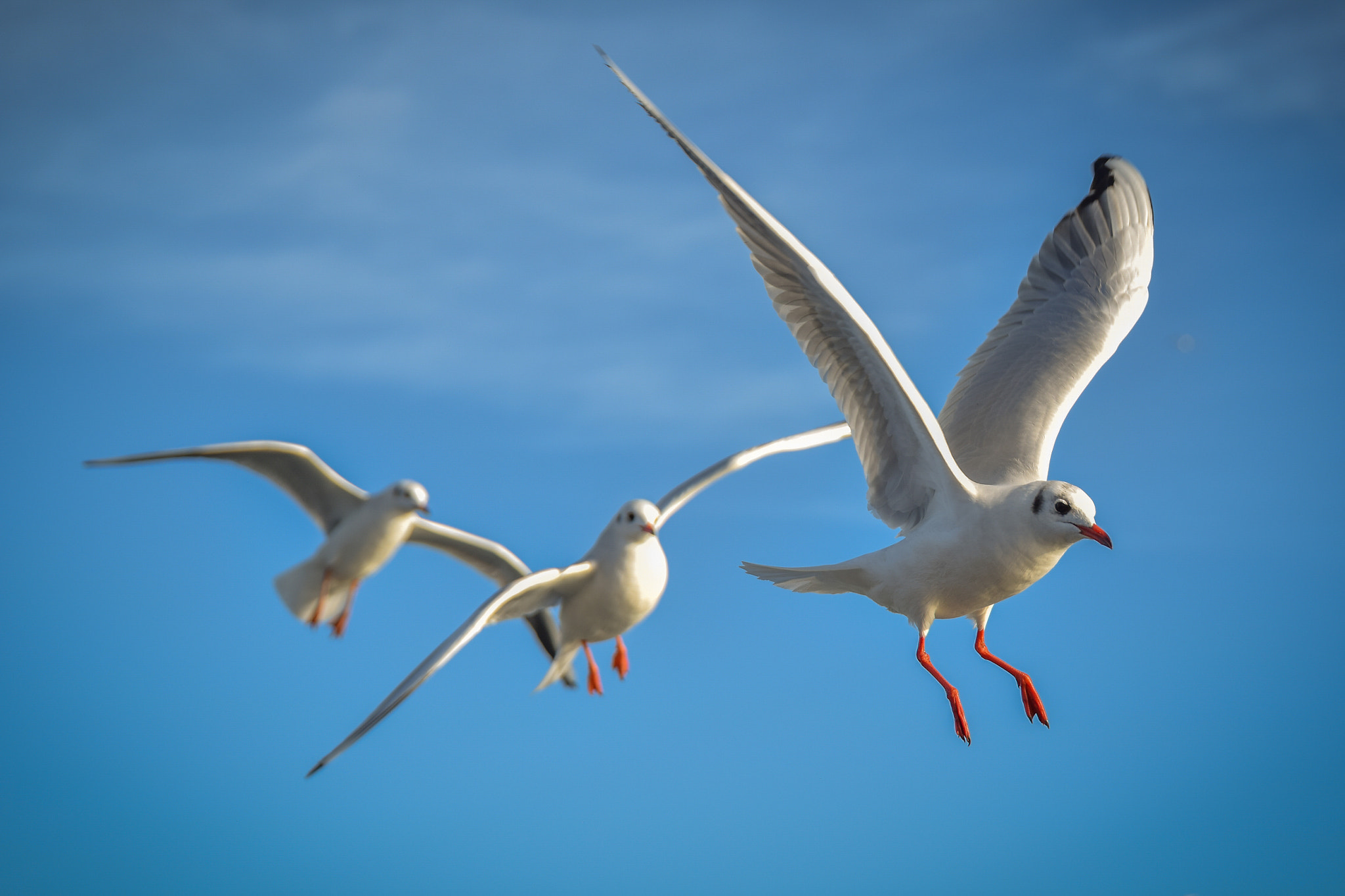 Nikon D5300 + Sigma 24-105mm F4 DG OS HSM Art sample photo. Seagulls in bosphorus photography