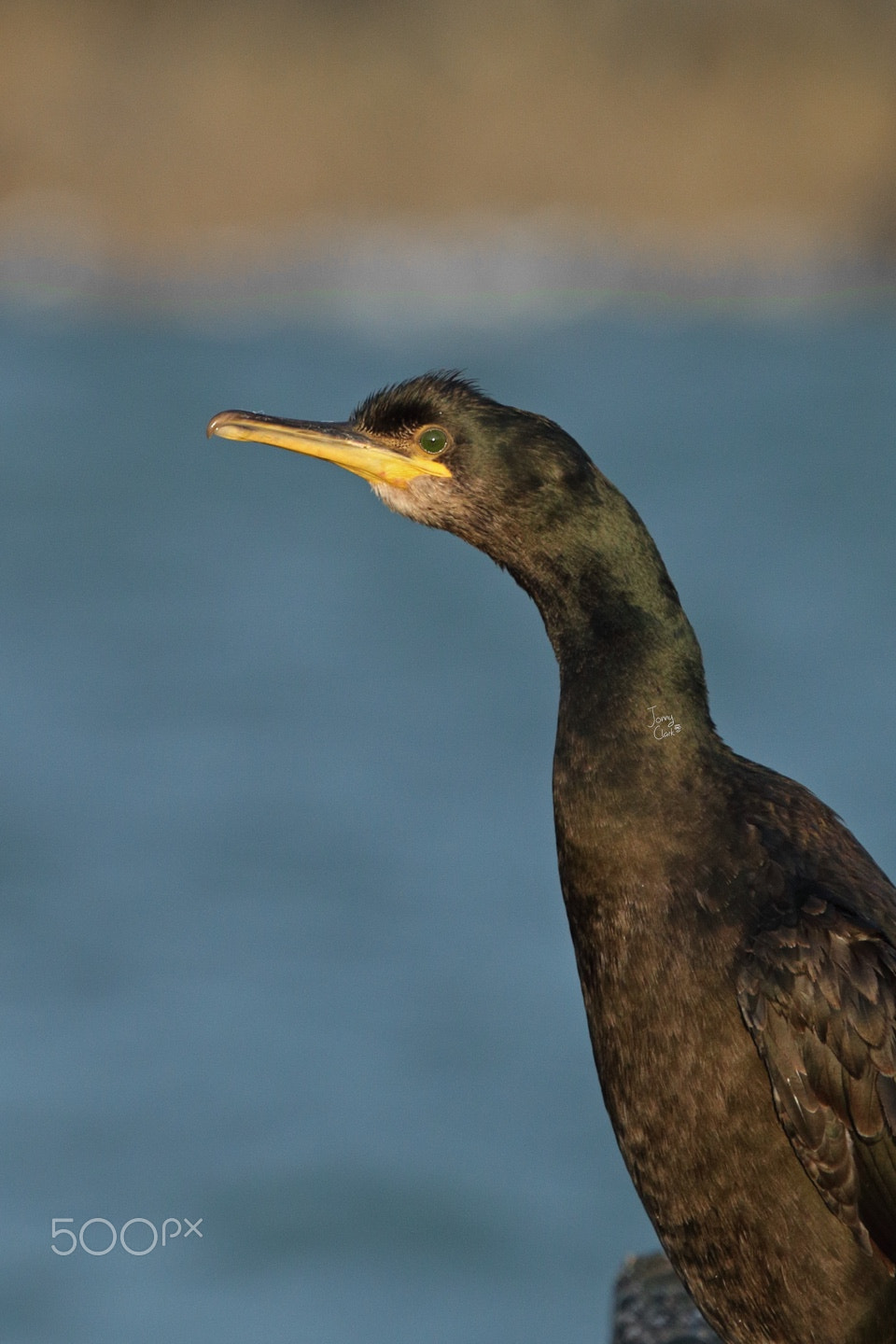 Canon EF 100-400mm F4.5-5.6L IS USM sample photo. Old green-eyes is back. photography