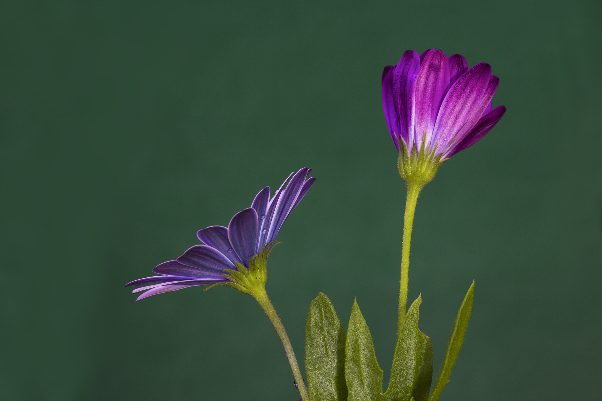 Sigma 105mm F2.8 EX DG OS HSM sample photo. Venus and mars photography