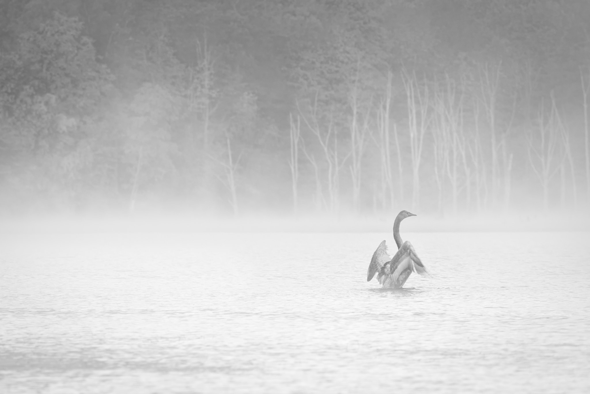 Nikon D7100 + AF Zoom-Nikkor 70-210mm f/4 sample photo. Young swan in the mist photography