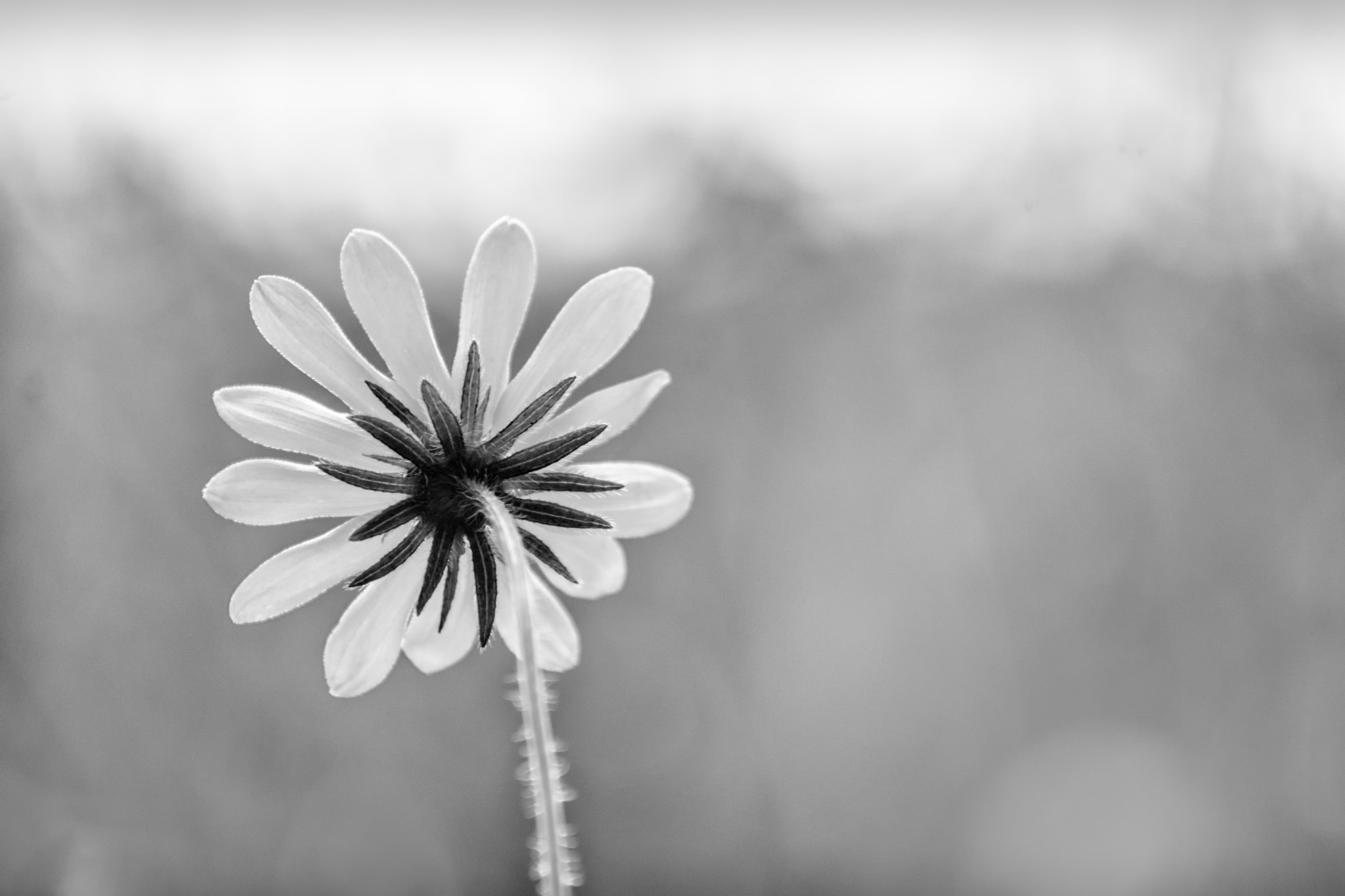 Nikon D7100 + AF Zoom-Nikkor 70-210mm f/4 sample photo. Reid high key b&w photography