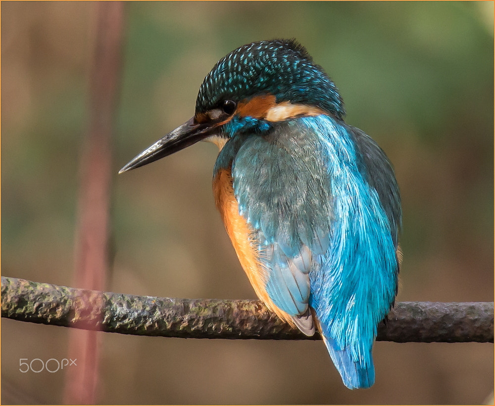 Canon EF 300mm F2.8L IS USM sample photo. Kingfisher photography
