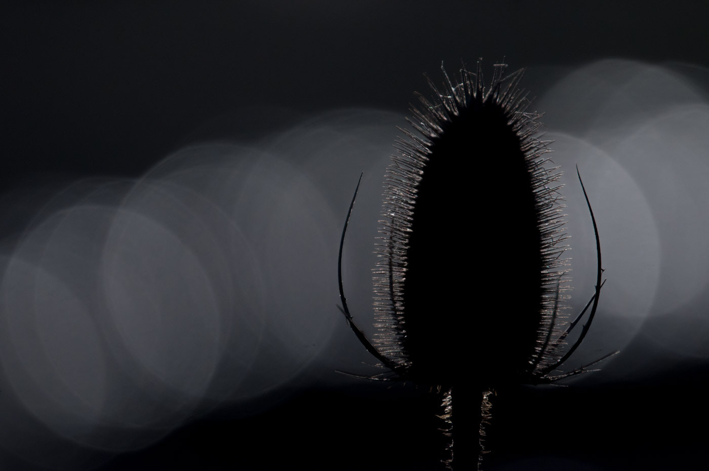 Sigma 135-400mm F4.5-5.6 APO Aspherical sample photo. Teasel photography